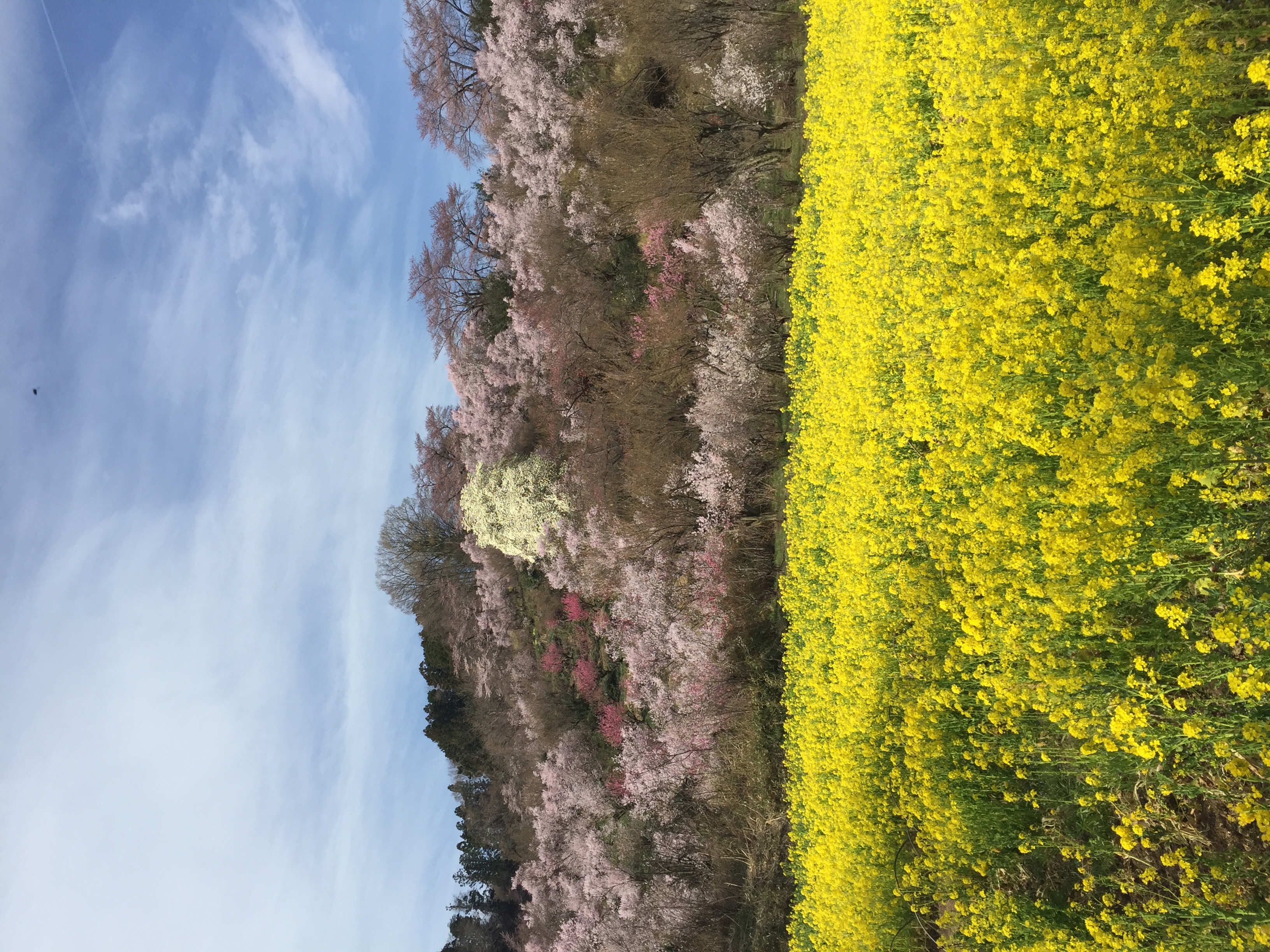 福島の観光名所　花見山公園