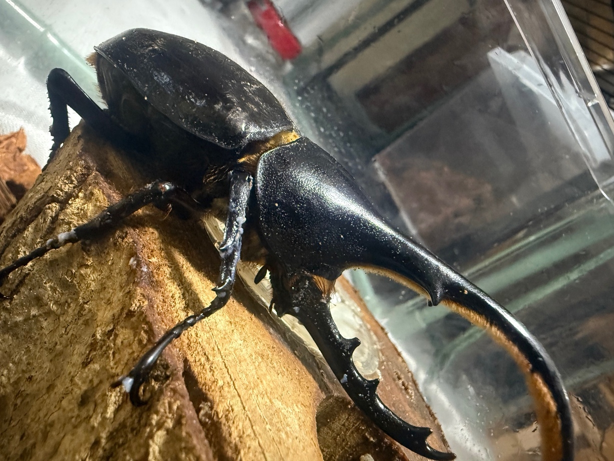 【カブトムシ・クワガタ育成ルーム見学ツアー付】飼育体験が人気！1泊2食付きプラン♪
