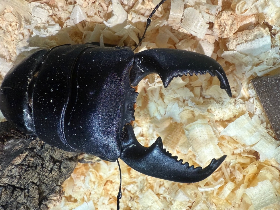 【世界のカブトムシ・クワガタ自由研究応援プラン】飼育体験が人気！1泊2食付き♪