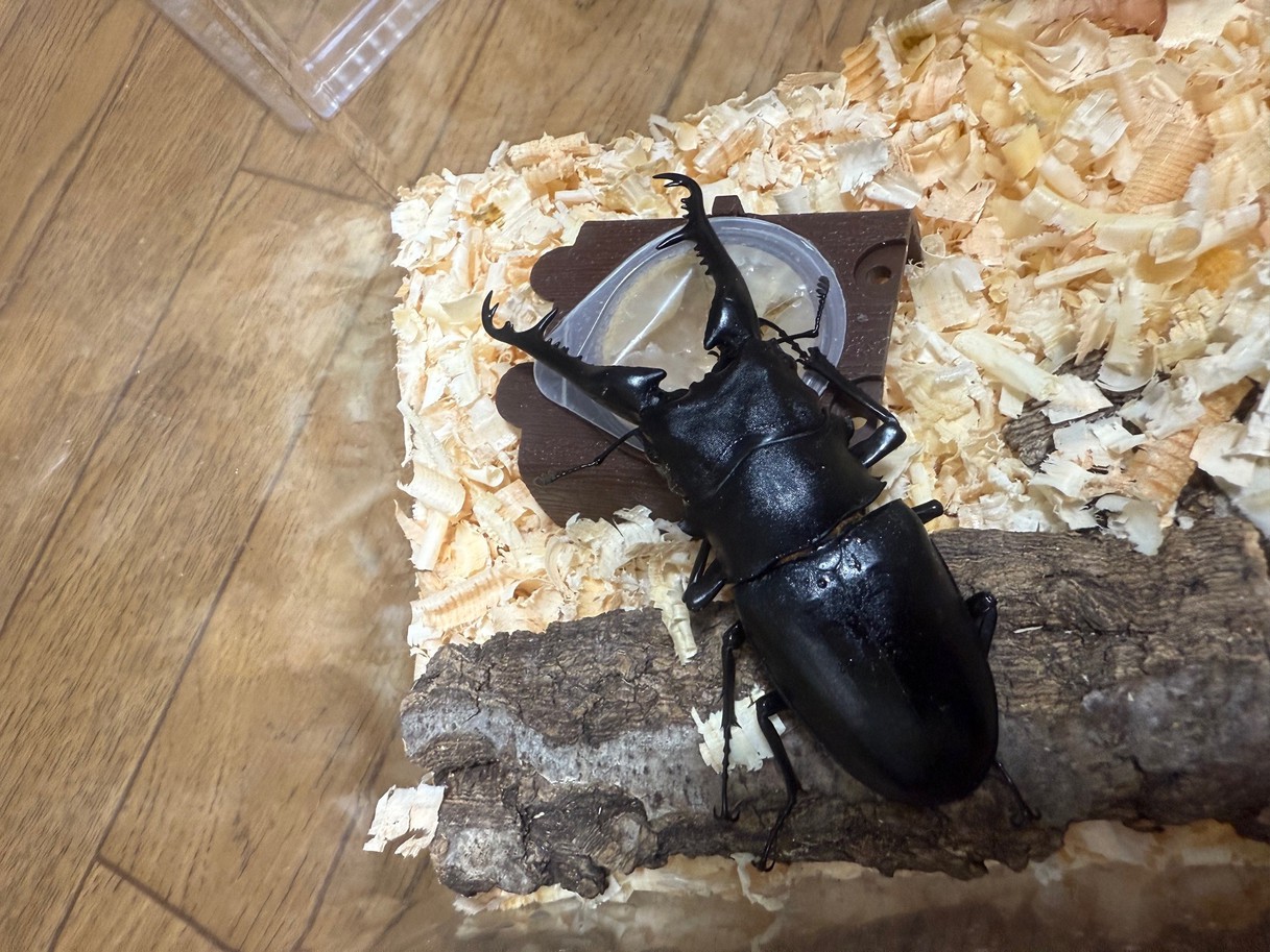 【世界のカブトムシ・クワガタ自由研究応援プラン】飼育体験が人気！1泊2食付き♪