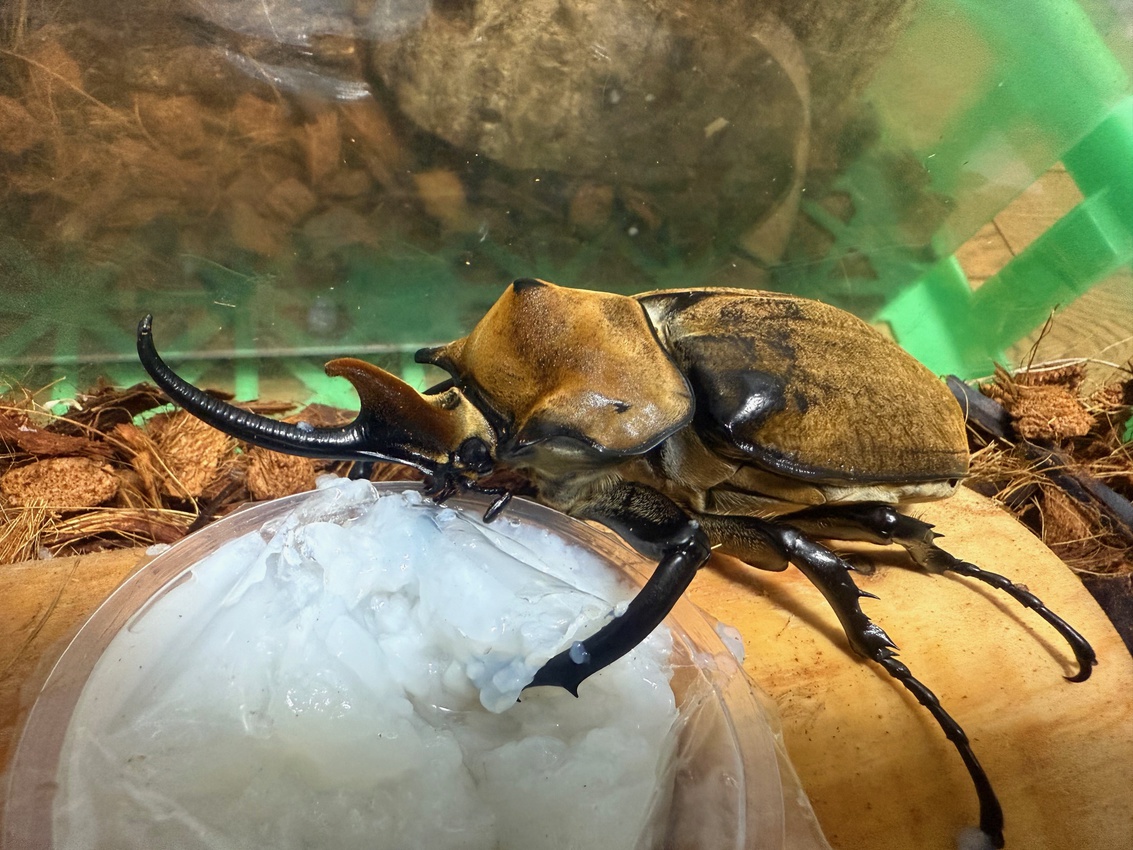 【世界のカブトムシ・クワガタ自由研究応援プラン】飼育体験が人気！1泊2食付き♪