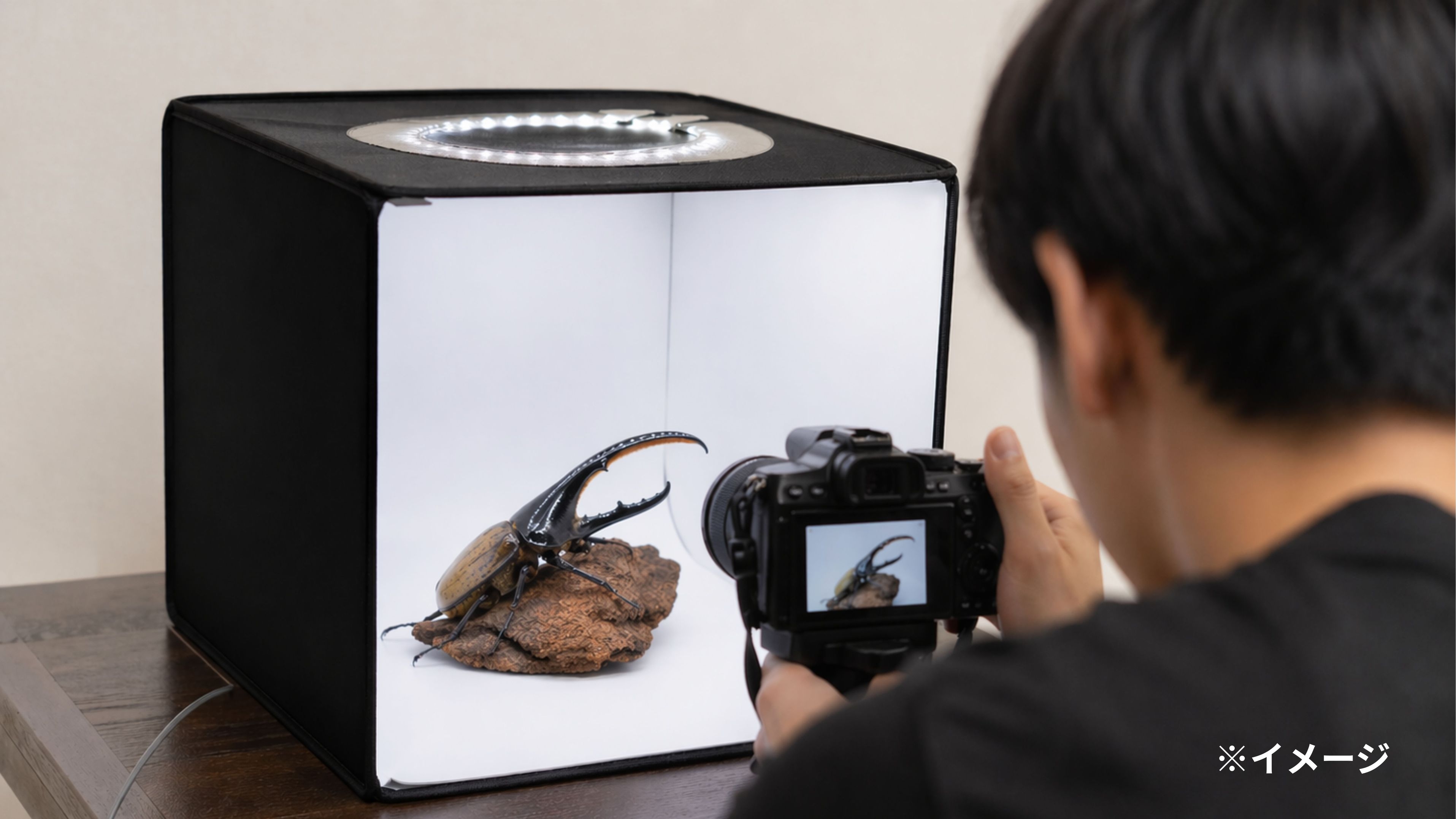 【親子で感動】世界のカブトムシと触れ合う秘密基地体験＆金目鯛姿煮付１泊２食付プラン♪