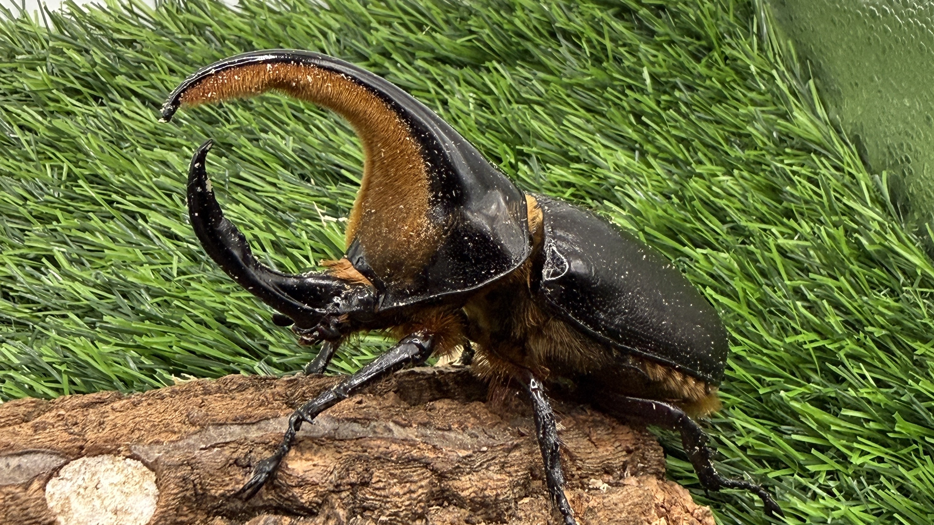 【世界のカブトムシ・クワガタ館】サタンオオカブト
