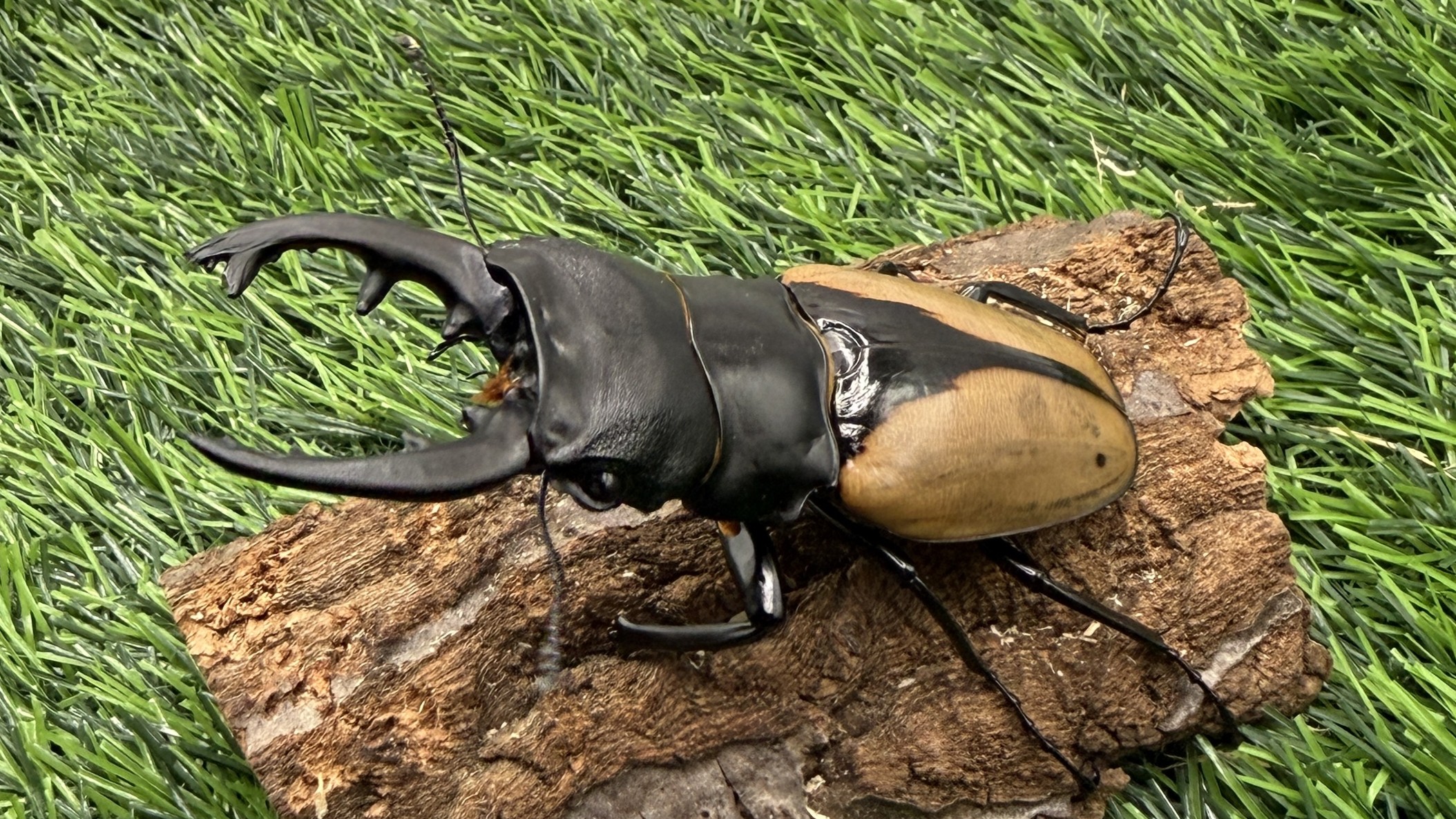 【世界のカブトムシ・クワガタ館】ブルーマイスターオオツヤクワガタ