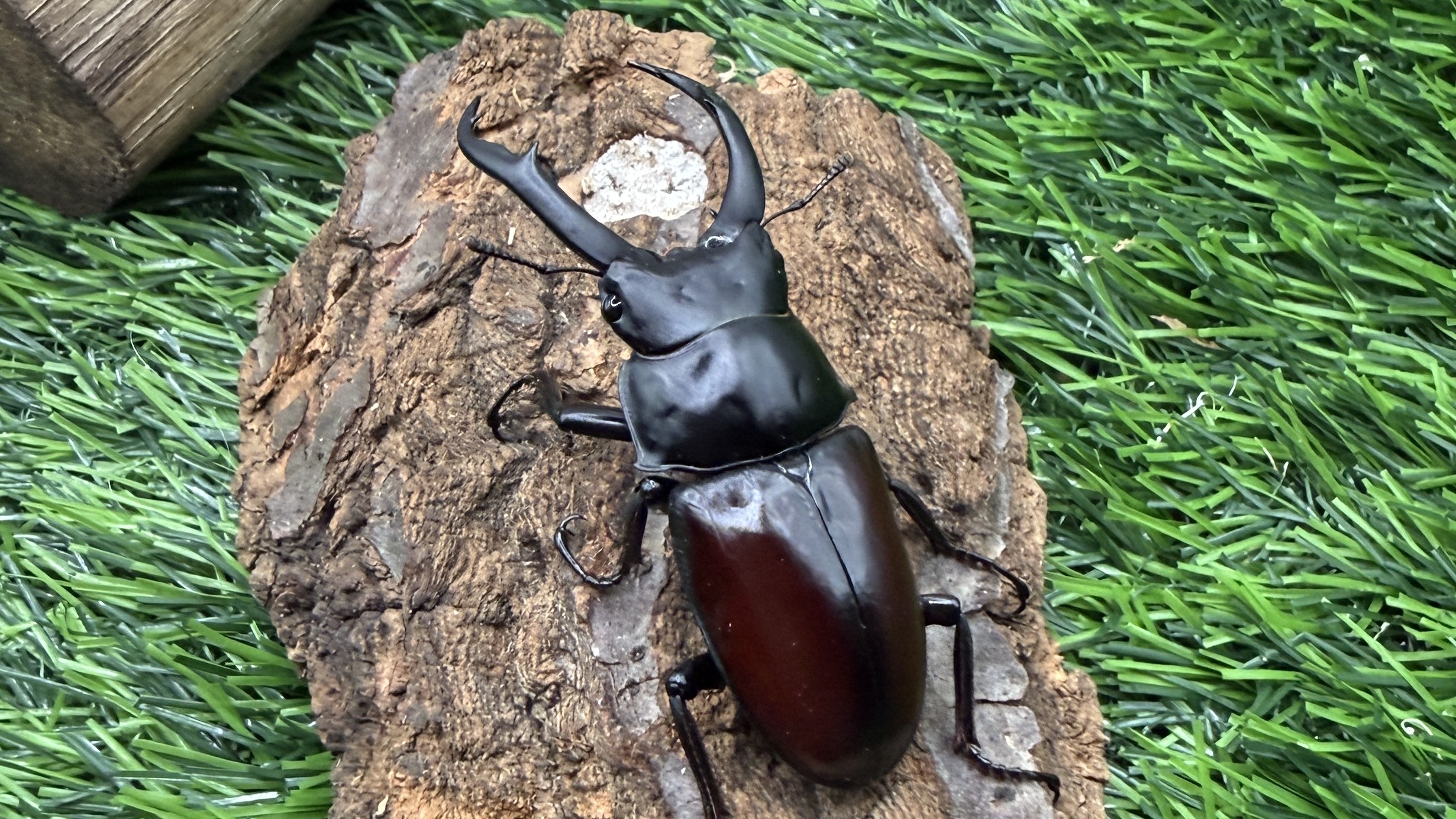 【世界のカブトムシ・クワガタ館】ドンキエルコクワガタ