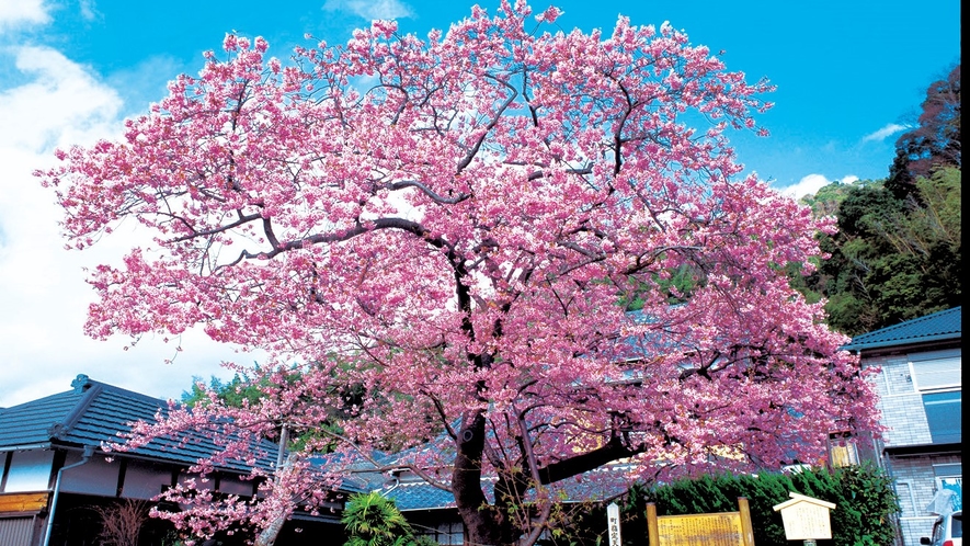 河津桜の原木