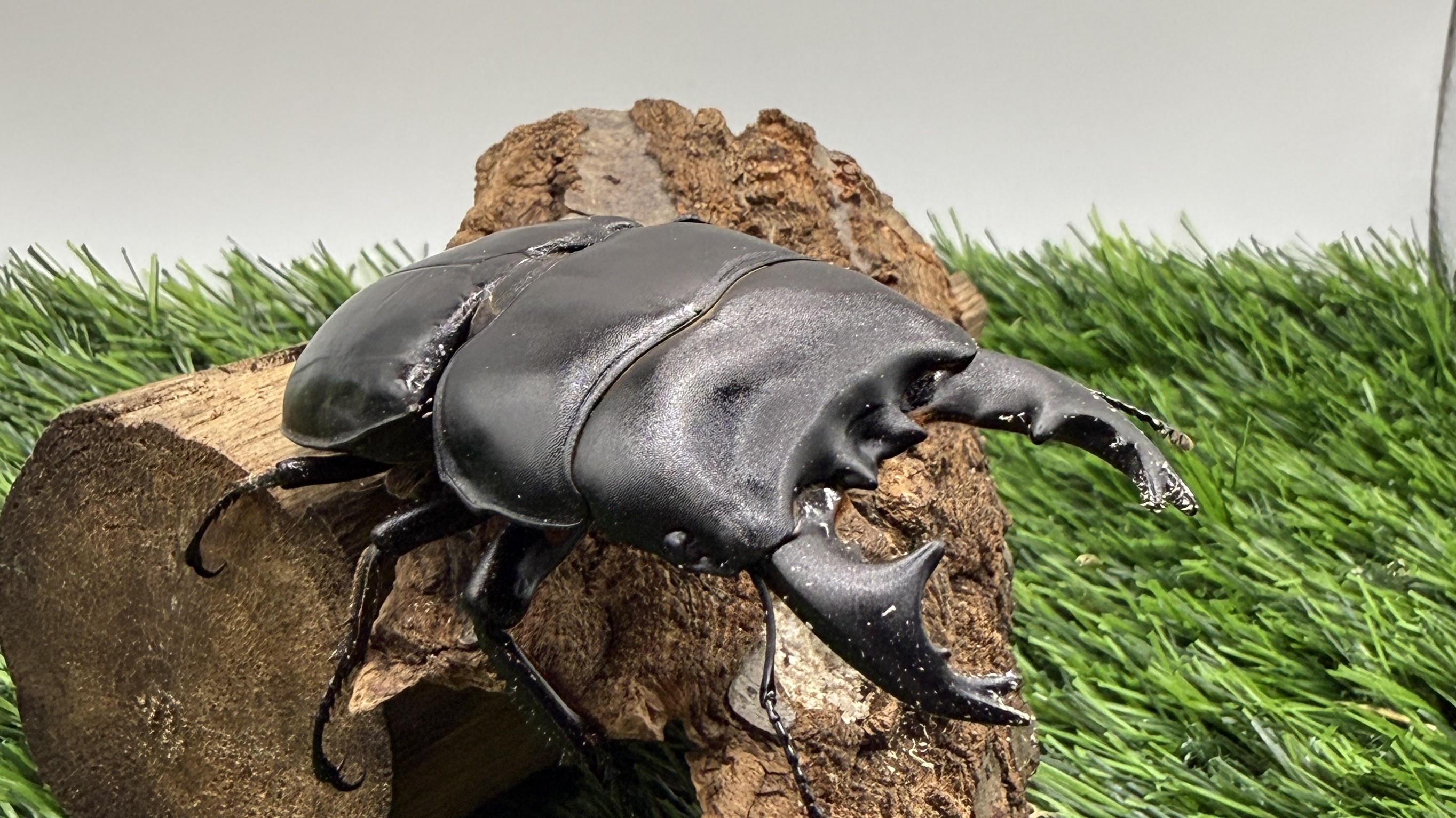 【世界のカブトムシ・クワガタ館】スマトラオオヒラタ