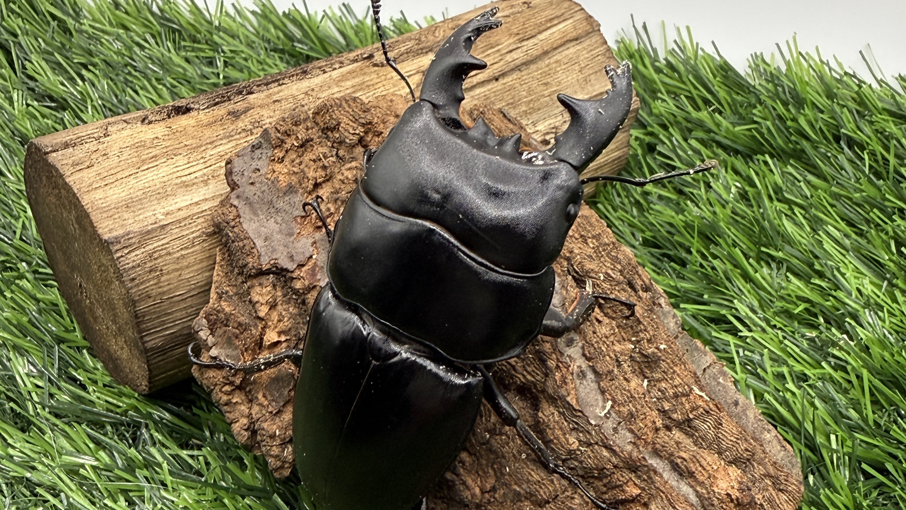 【世界のカブトムシ・クワガタ館】アルキデスヒラタクワガタ