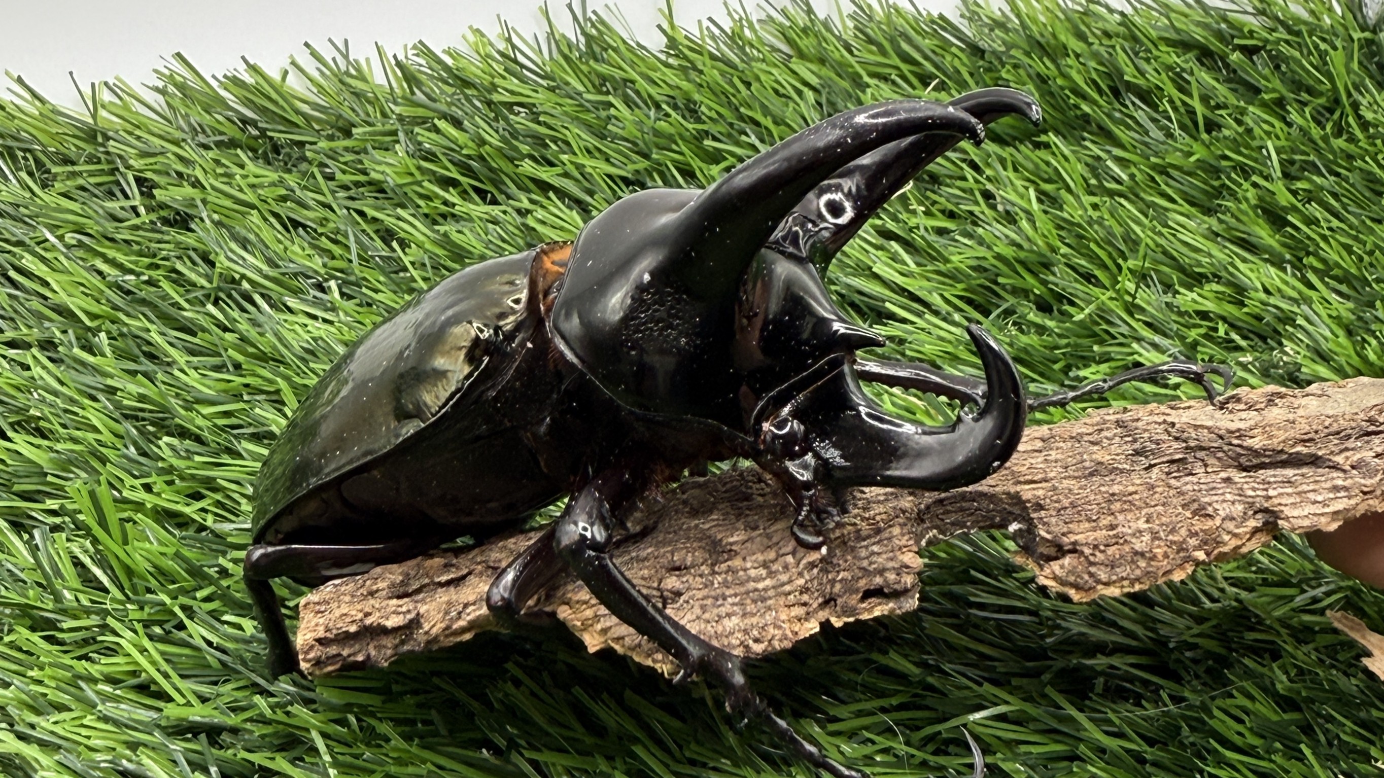 【世界のカブトムシ・クワガタ館】コーカサスオオカブト