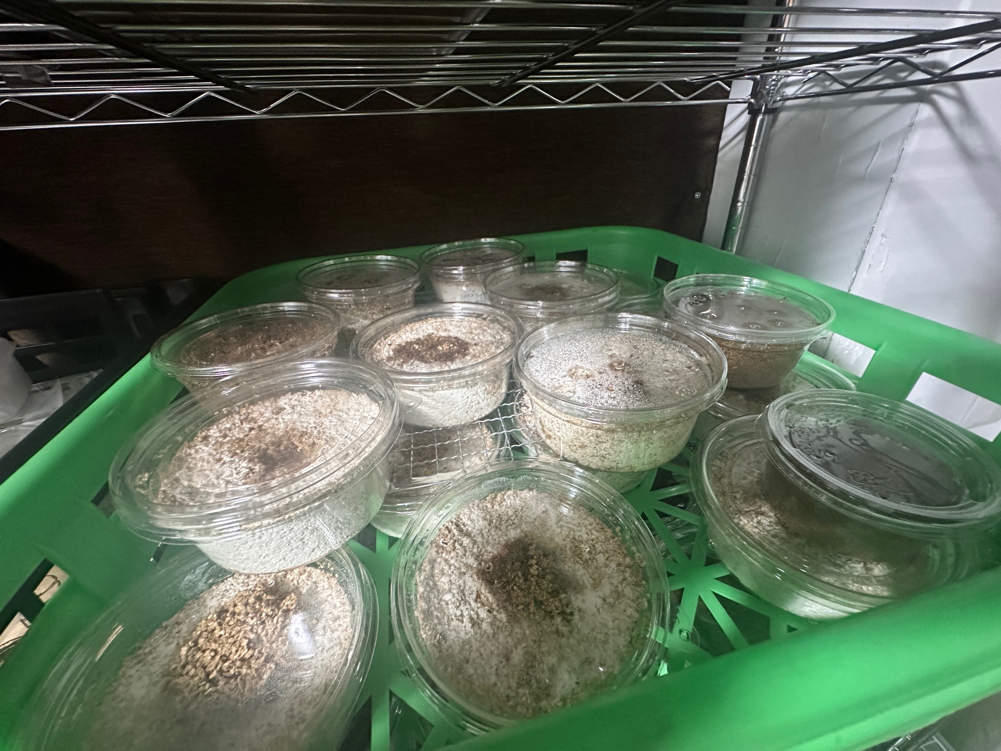 生まれたばかりのクワガタの幼虫達。