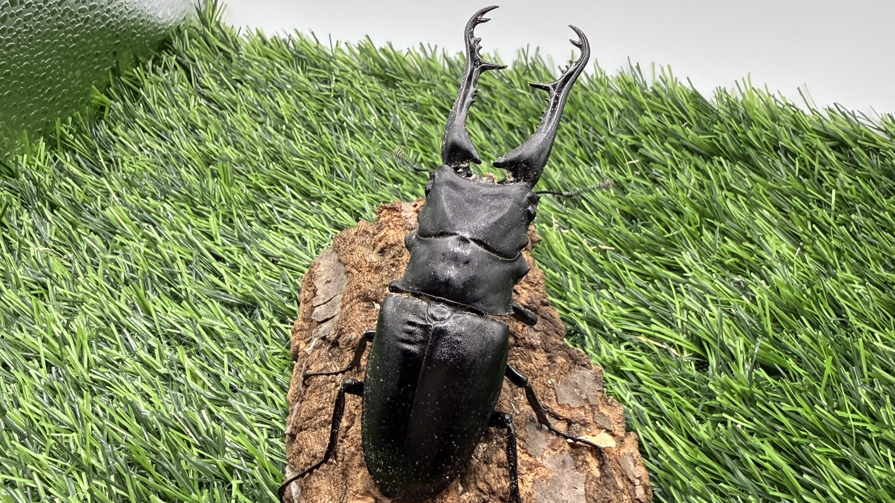 【世界のカブトムシ・クワガタ館】ギラファノコギリクワガタ