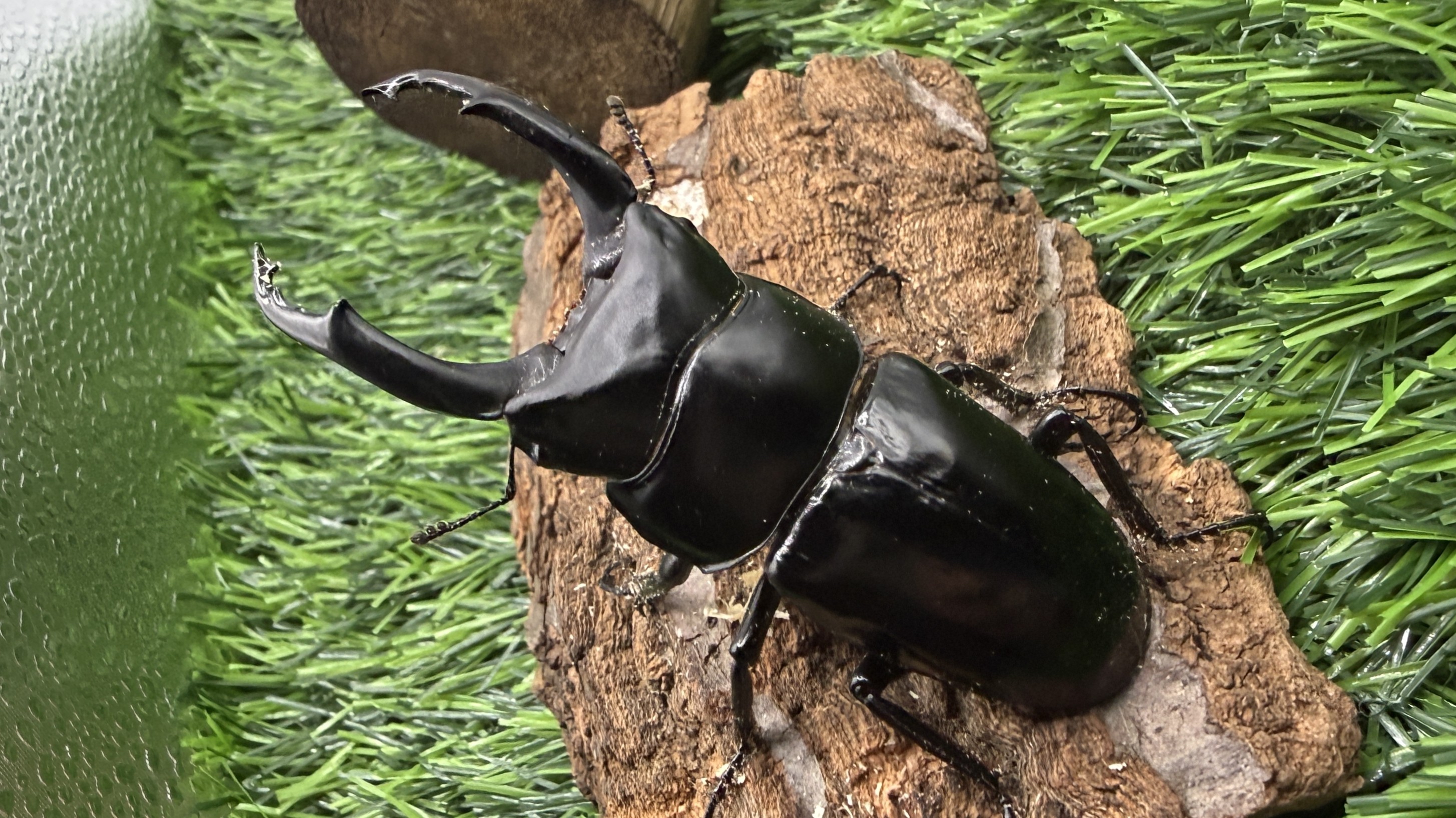 【世界のカブトムシ・クワガタ館】ネパシレンスコクワガタ