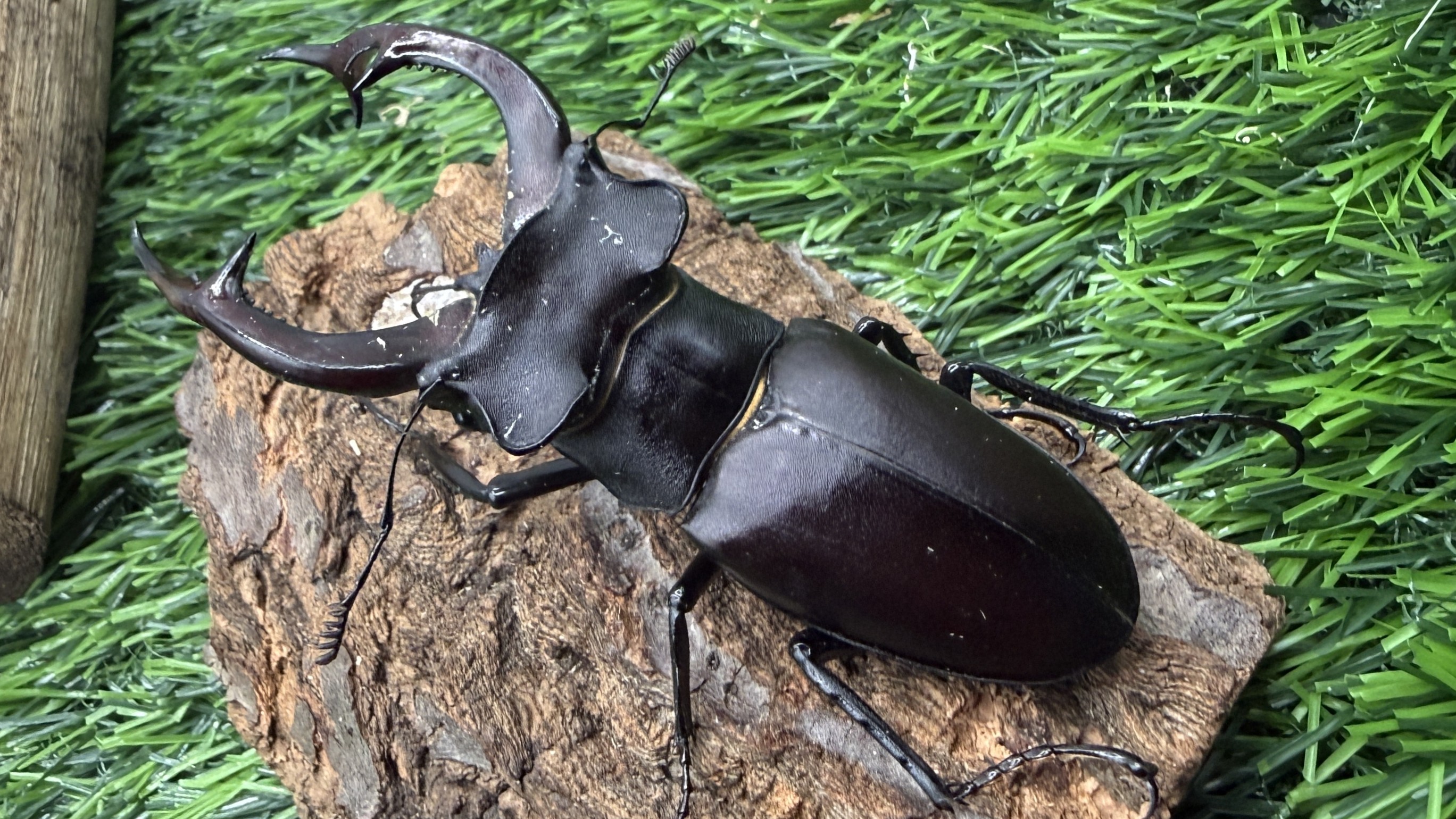 【世界のカブトムシ・クワガタ館】アクベシアヌスミヤマクワガタ