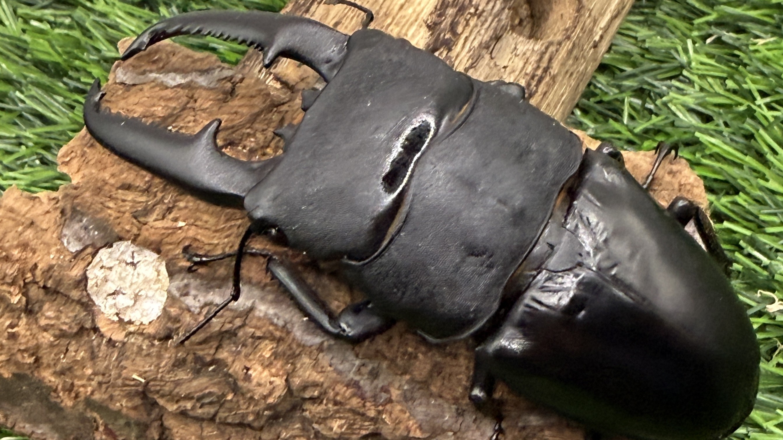 【世界のカブトムシ・クワガタ館】パラワンオオヒラタクワガタ