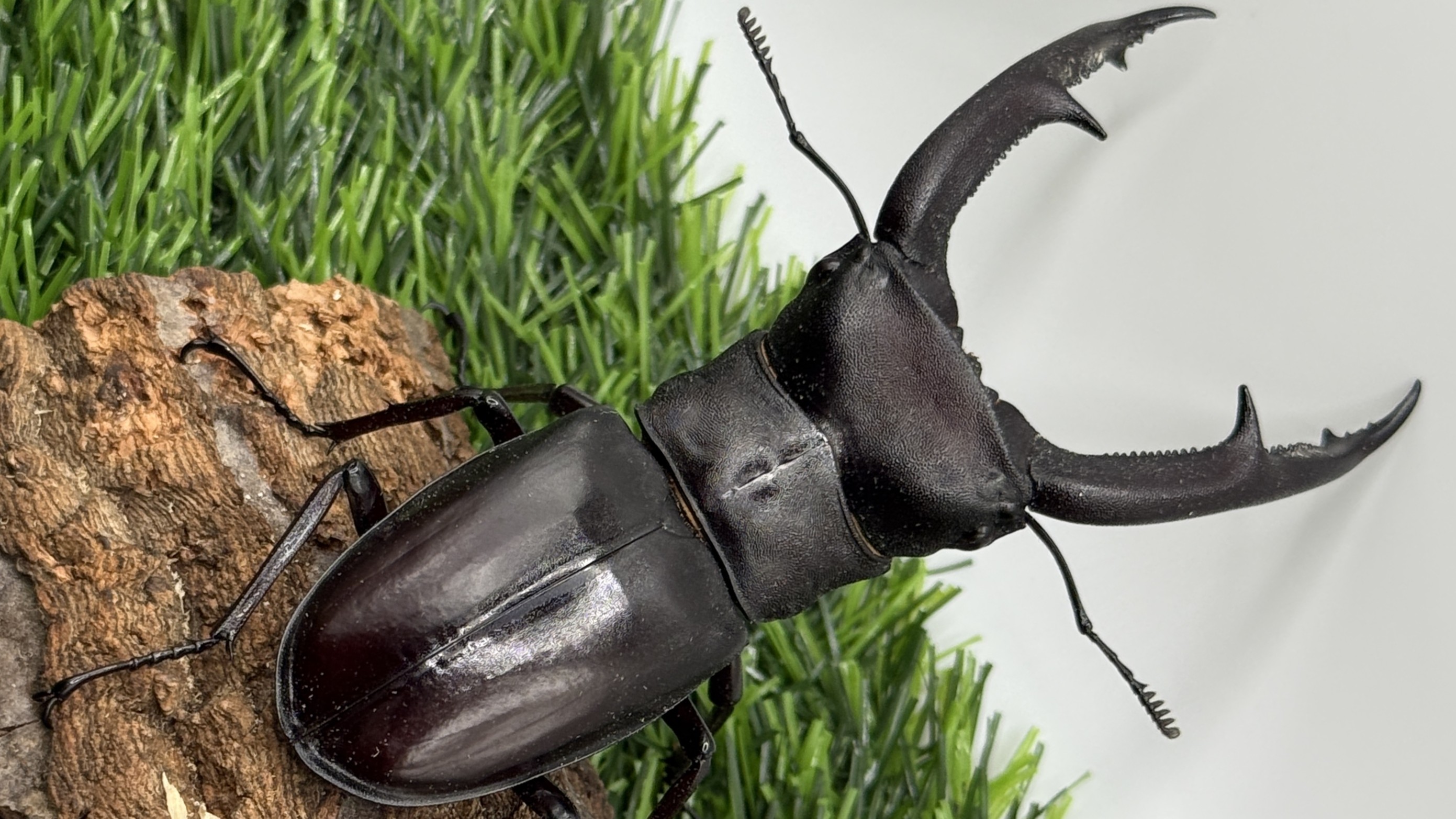 【世界のカブトムシ・クワガタ館】マンディブラリスフタマタクワガタ