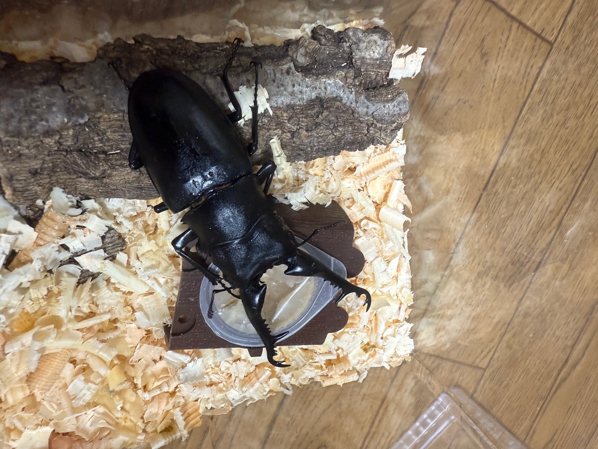 ギラファノコギリクワガタ