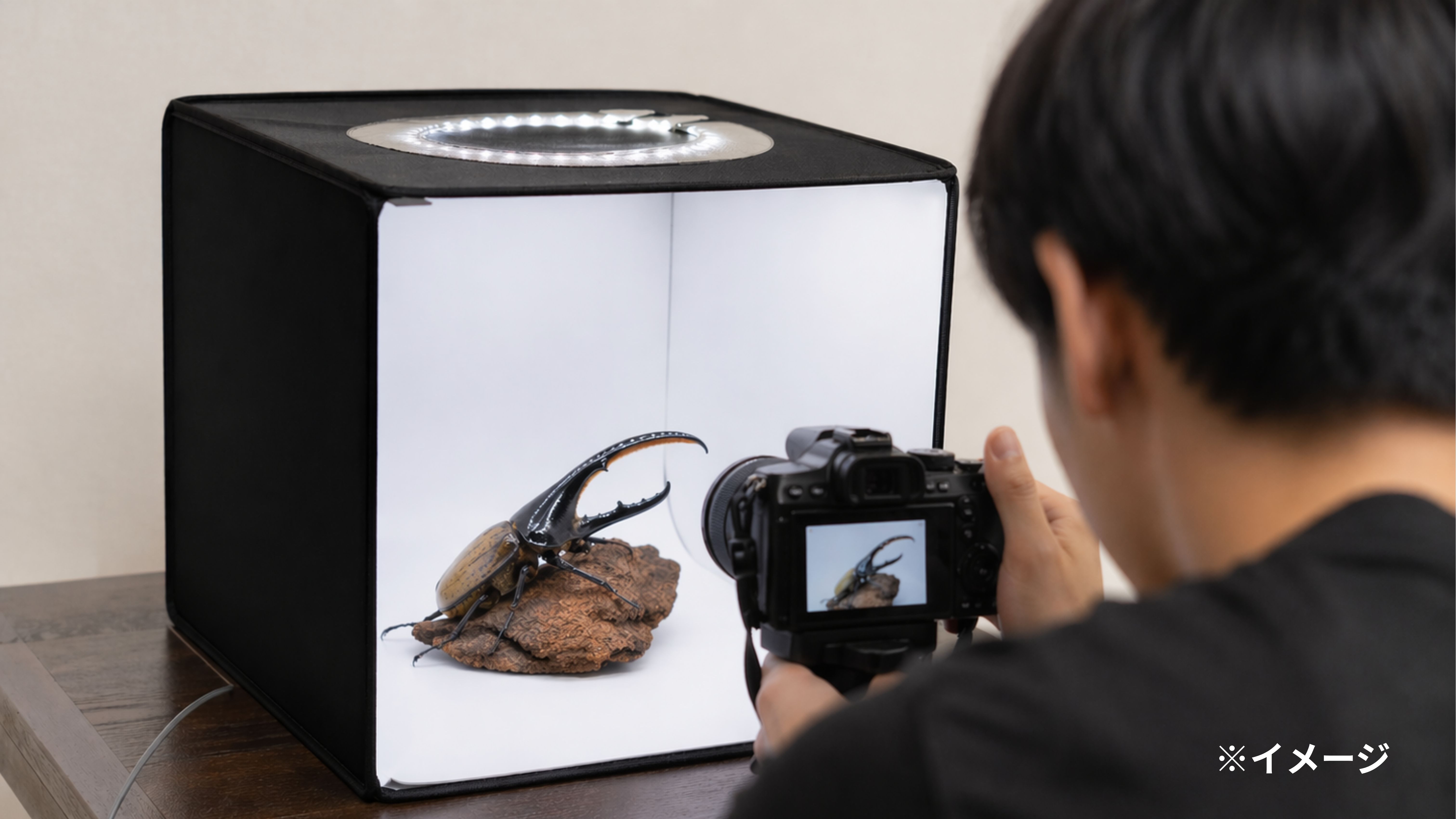 【世界のカブトムシ・クワガタ館】専用Boxで撮影♪