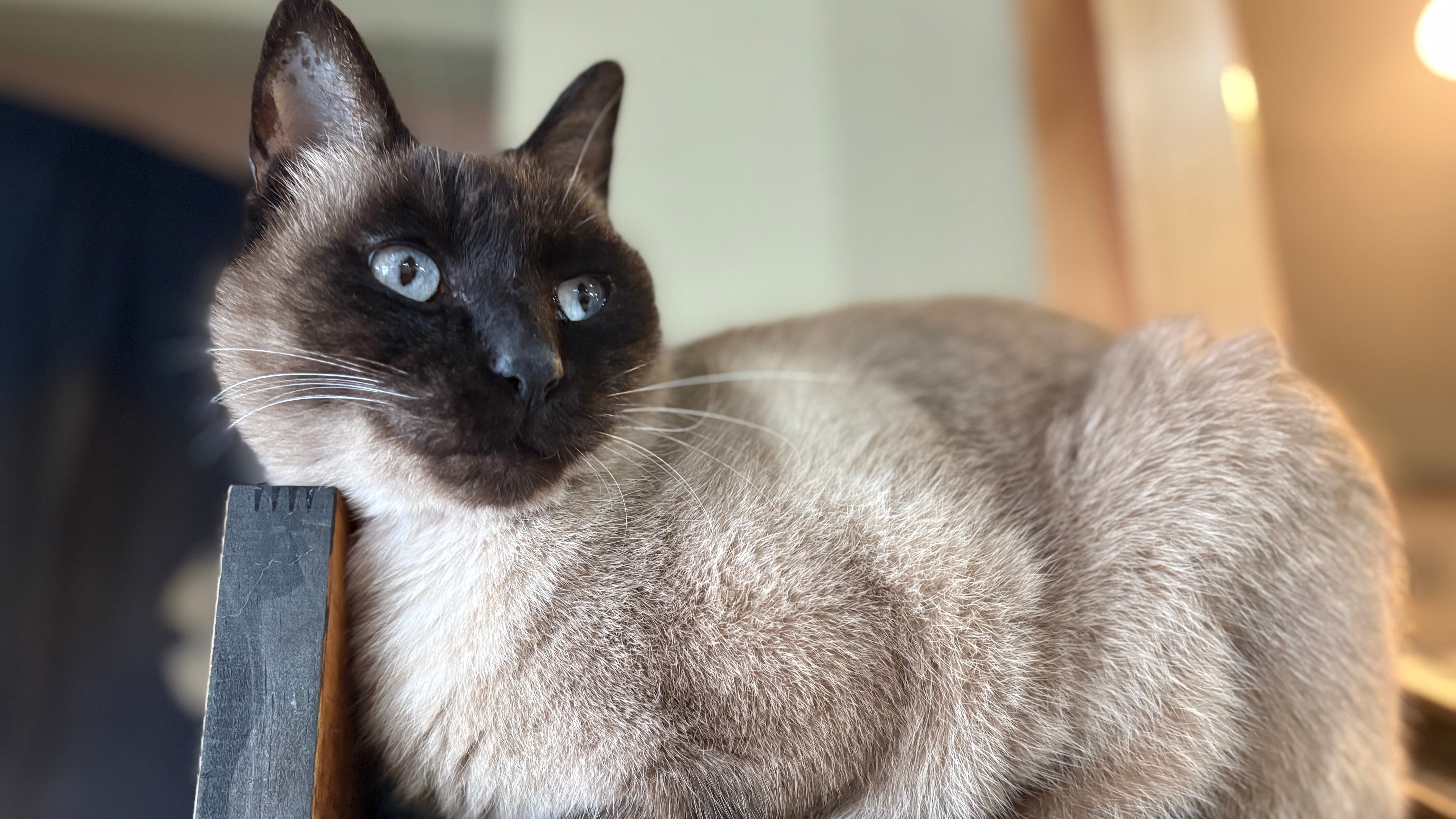 【テト】凛々しいお顔