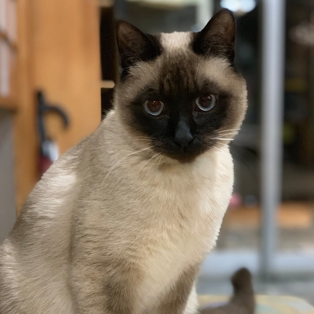 #看板猫ランキング参加中♪