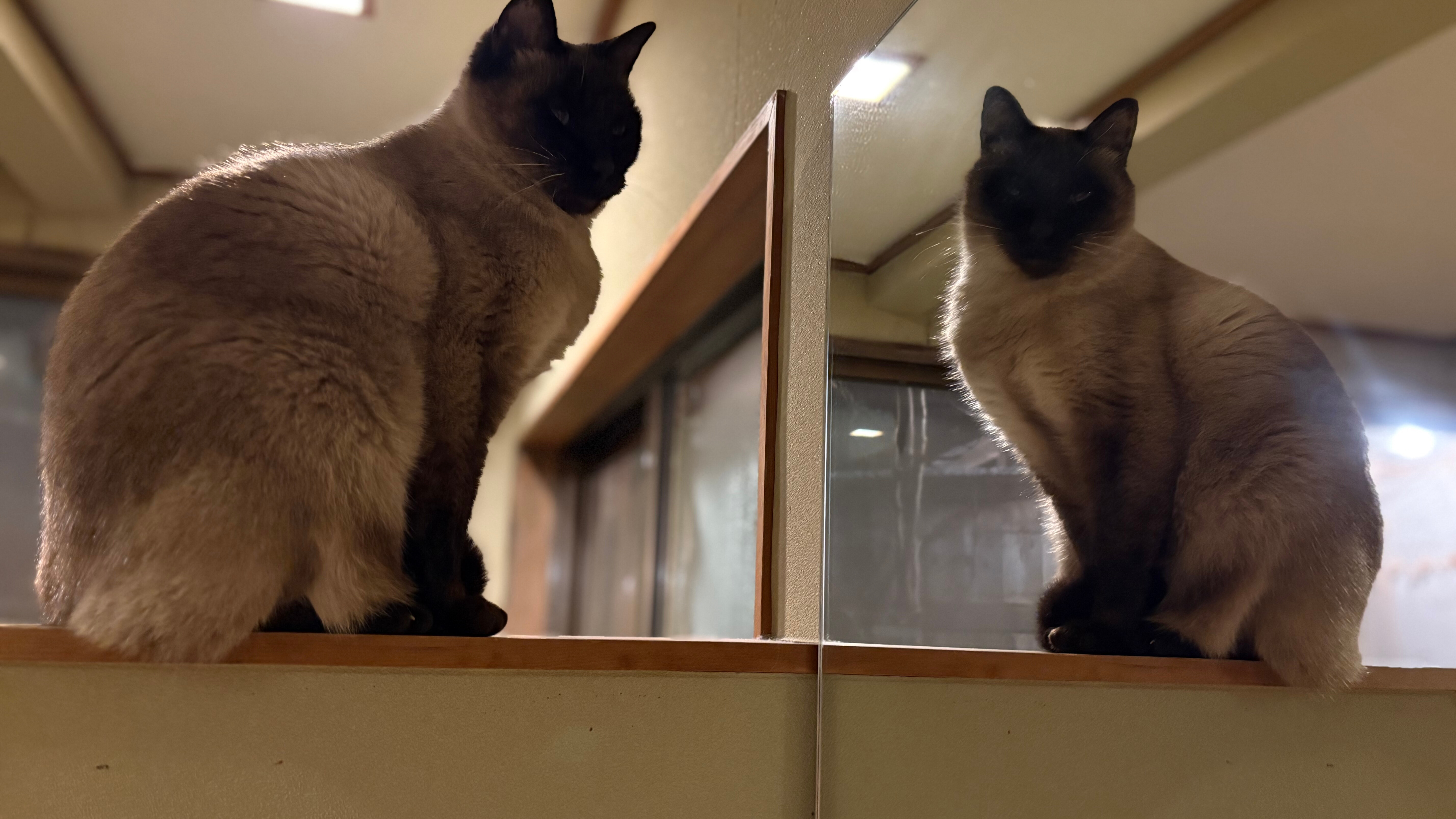 【テト】たそがれ中