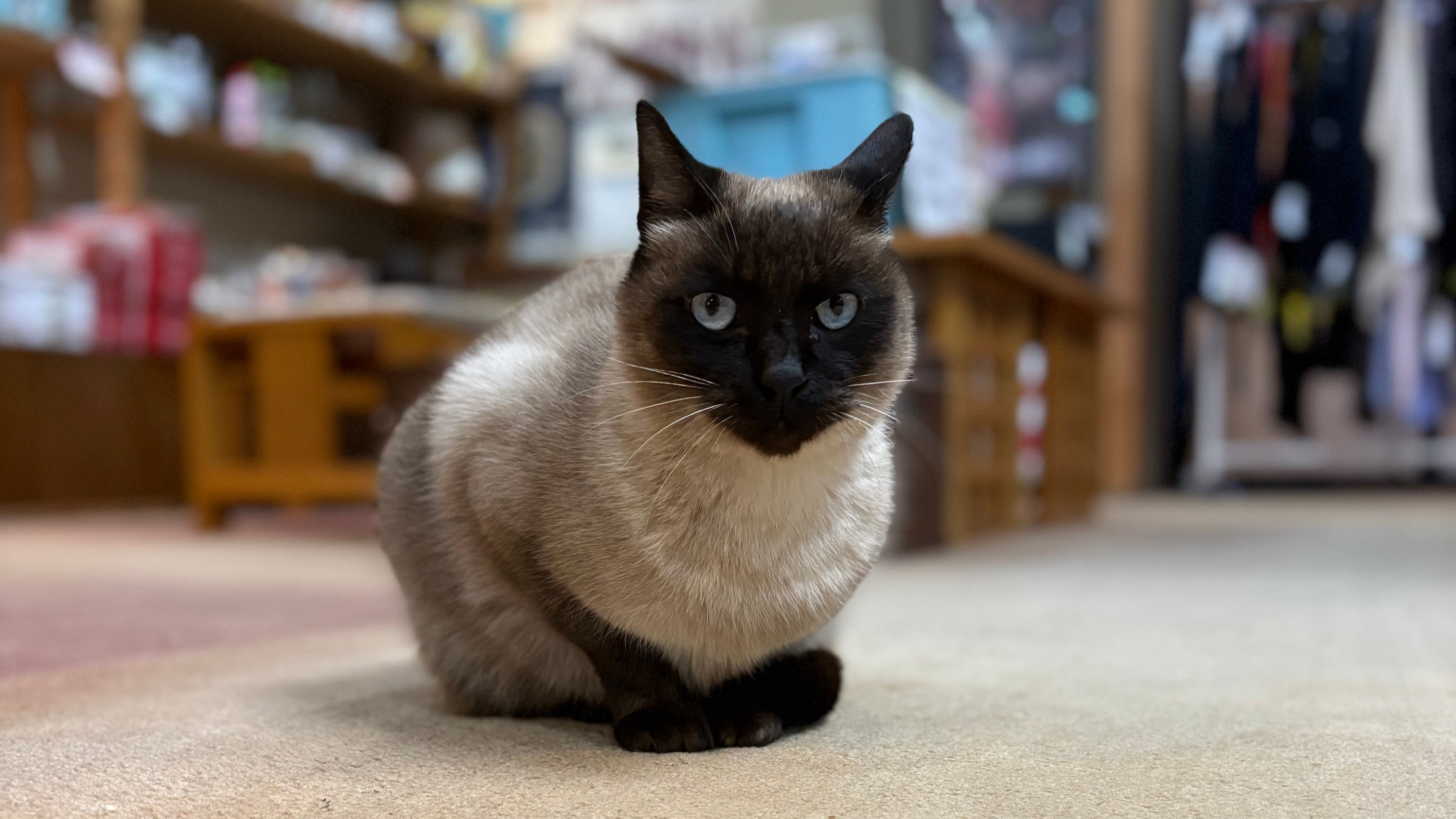 【テト】お出迎え