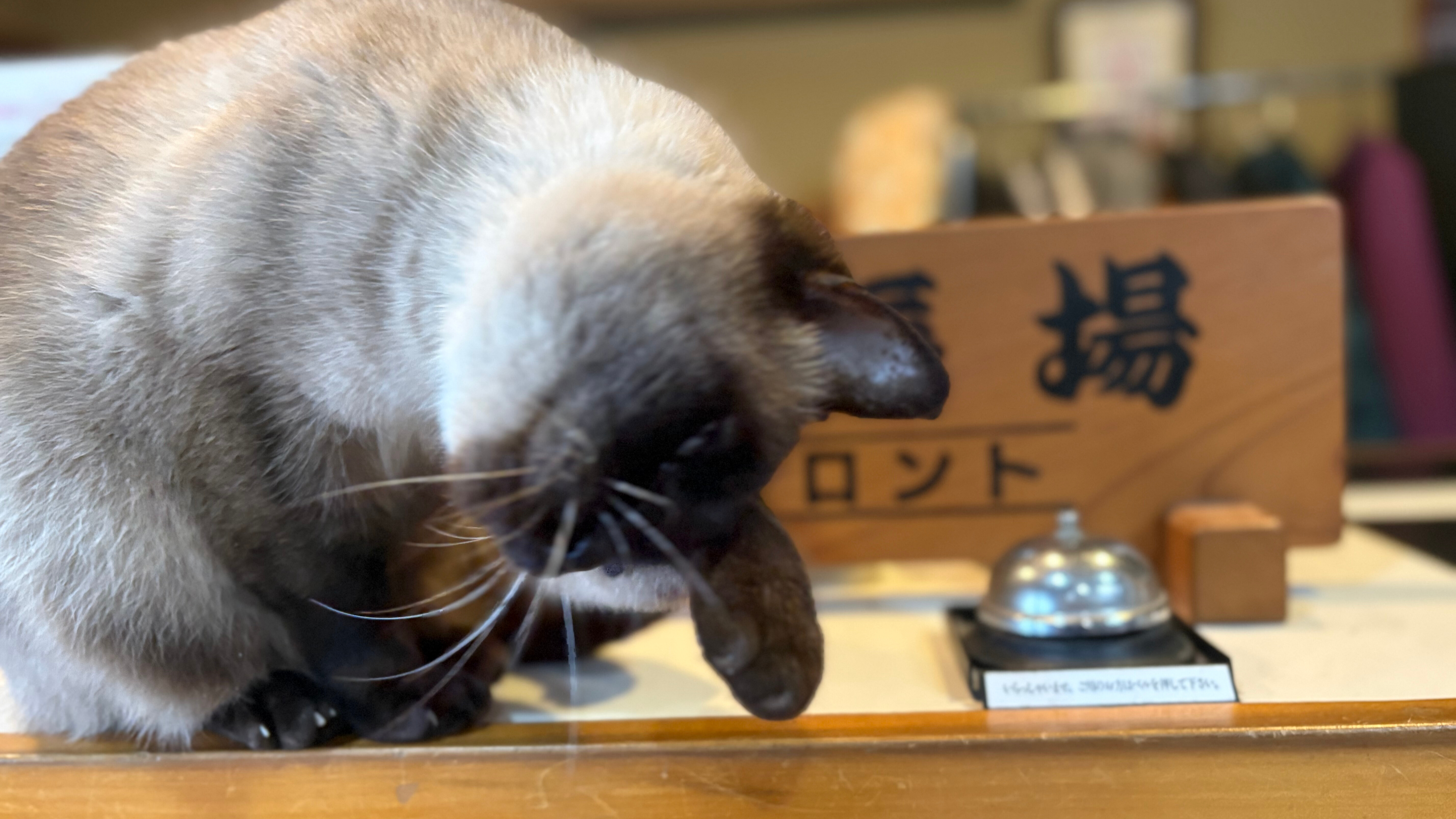 【テト】いらっしゃいませ