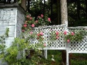 Roses in the open-air bath.
