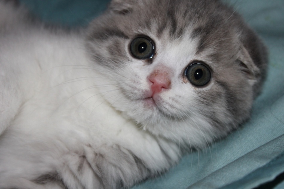 Sakura 2 months