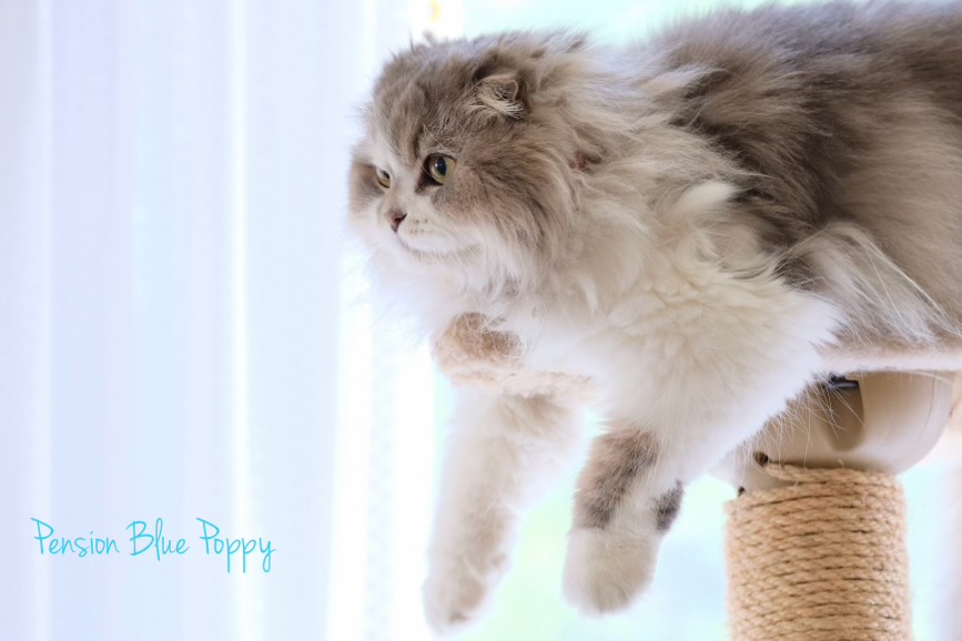 ブルーポピー の猫達