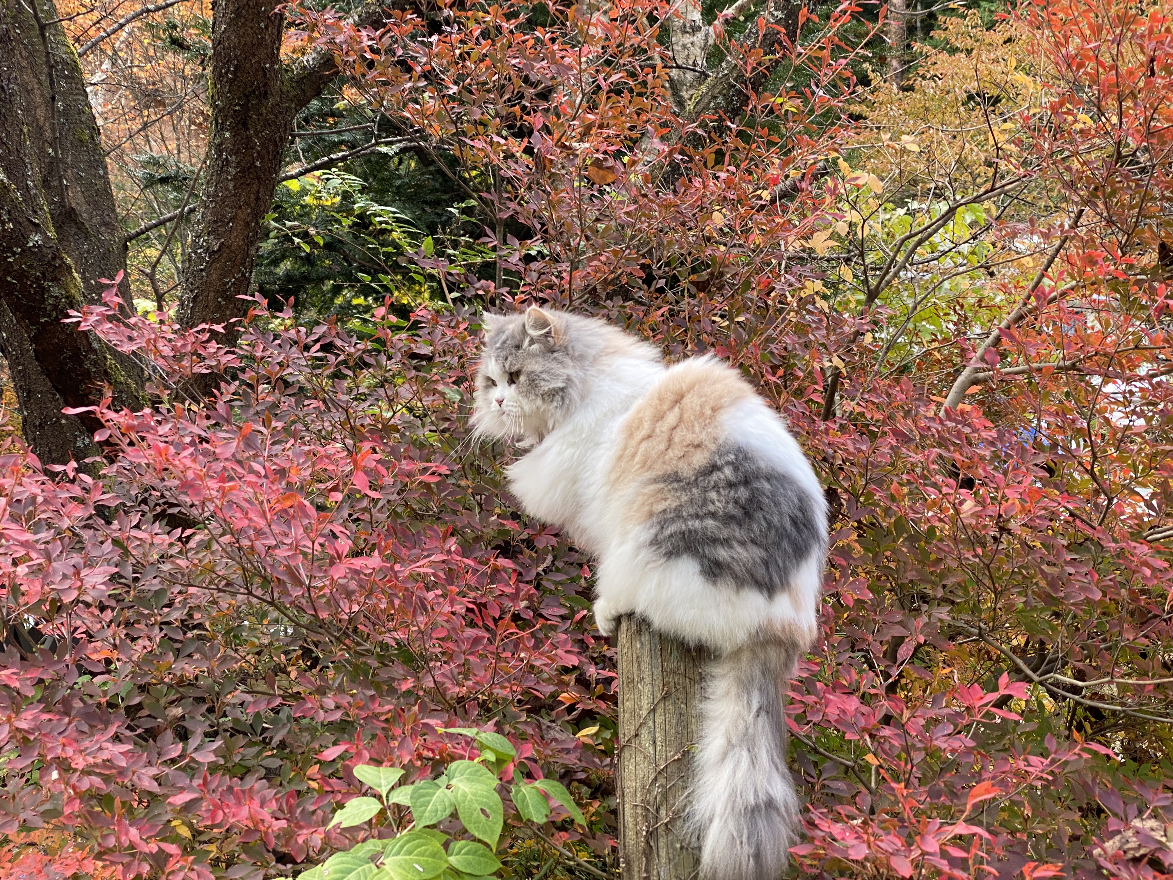 ブルーポピー の猫達