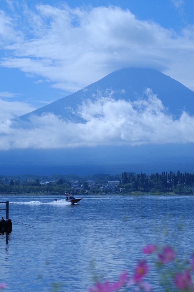 富士山とコスモス