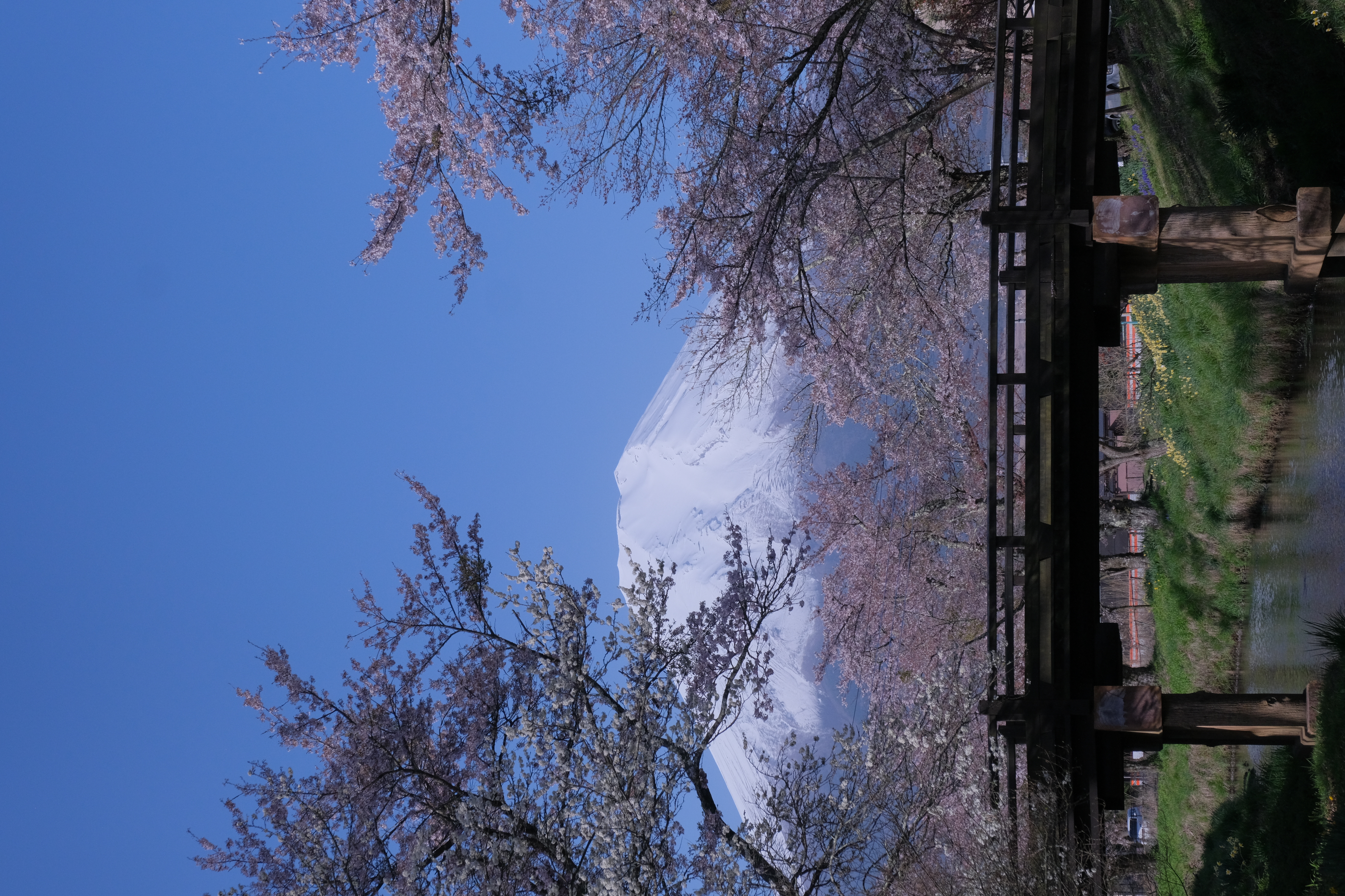 富士と桜はよく似合う