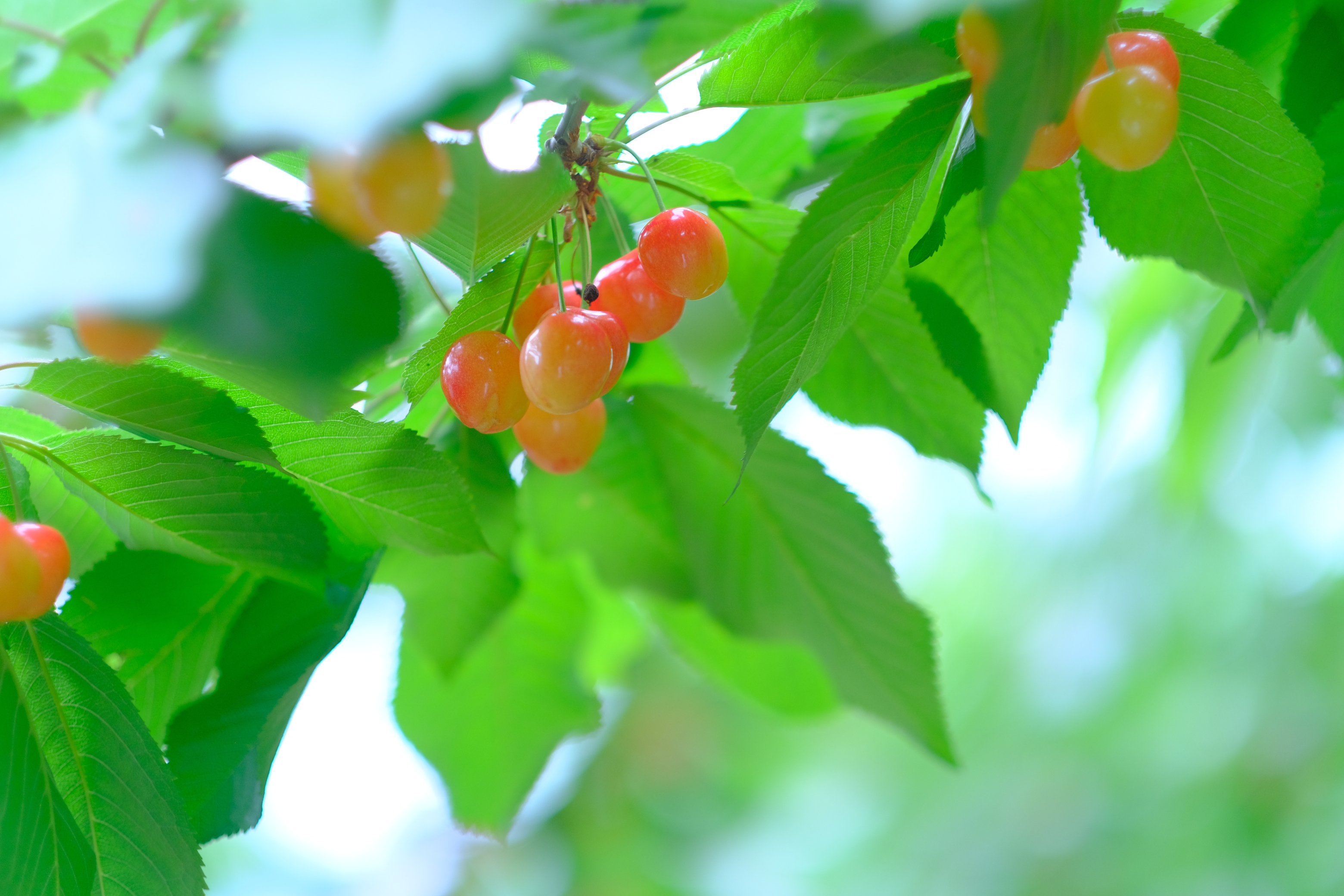 河口湖大石のさくらんぼう