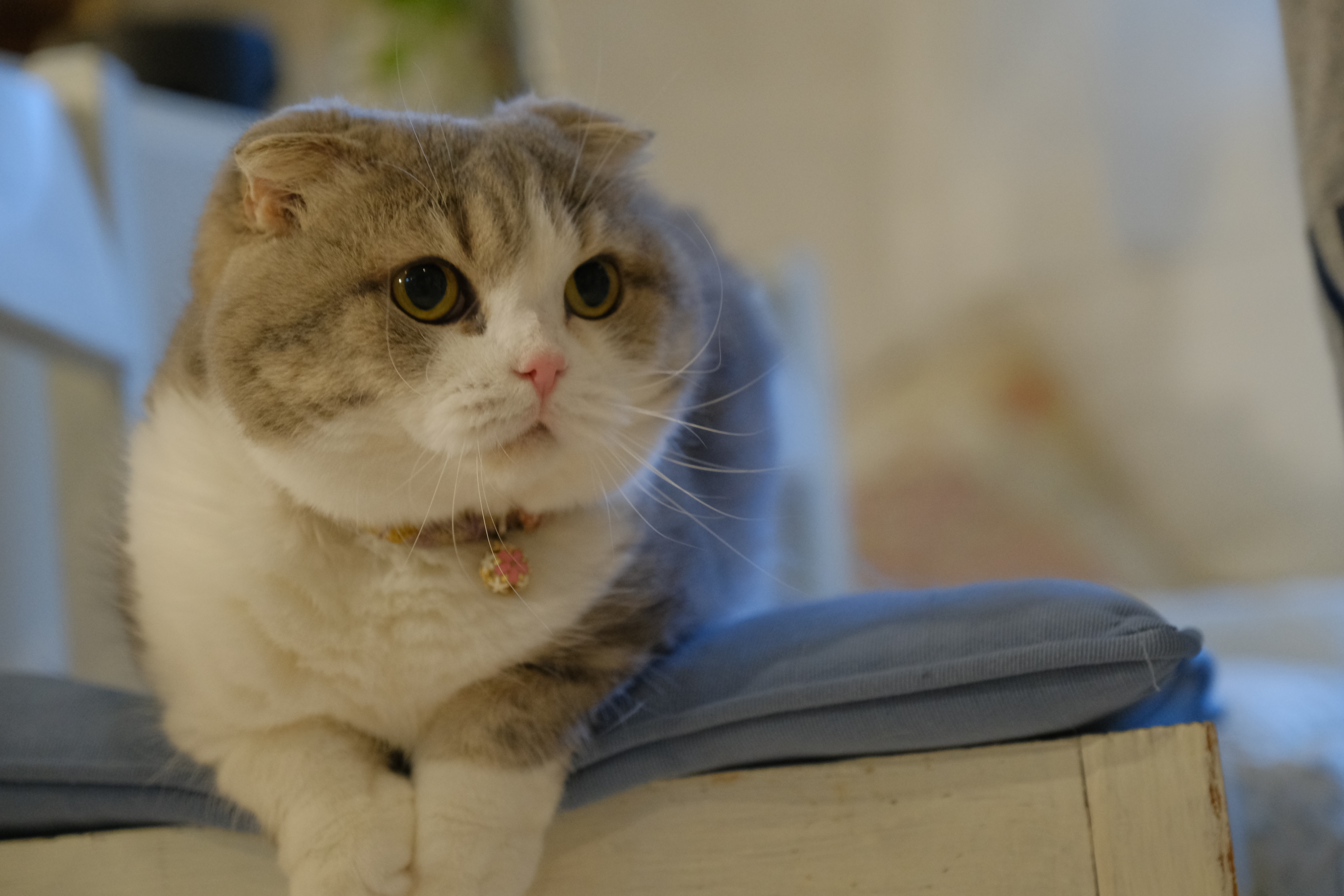 ブルーポピー の猫達