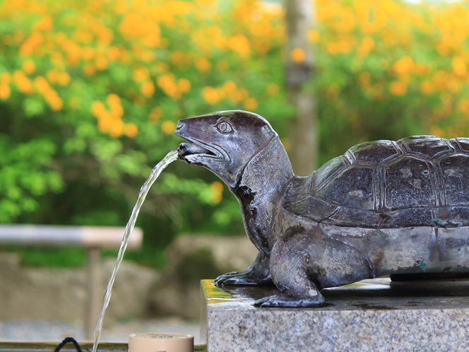 ヤマブキ咲く松尾大社の手水舎