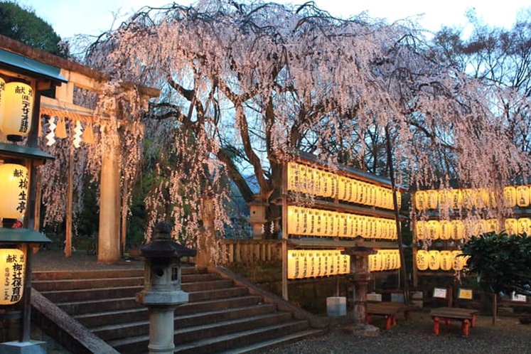 大石神社のご神木、大石桜