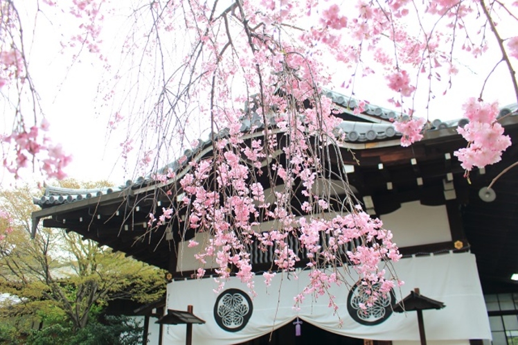 養源院の桜