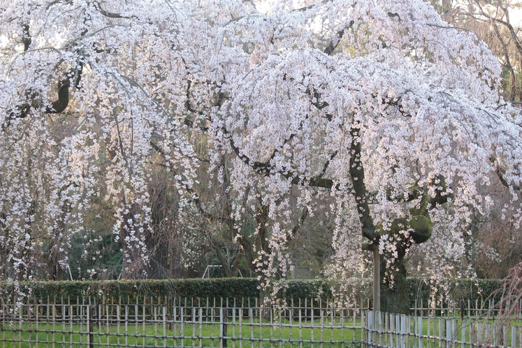 近衛邸（このえてい）跡に咲く糸桜（いとざくら）