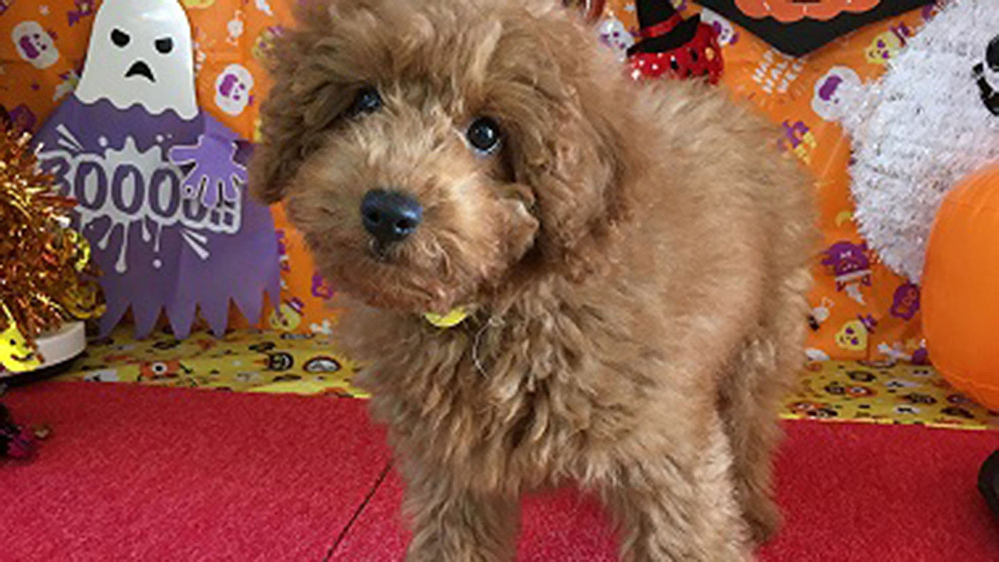 ・看板犬　もっちゃん