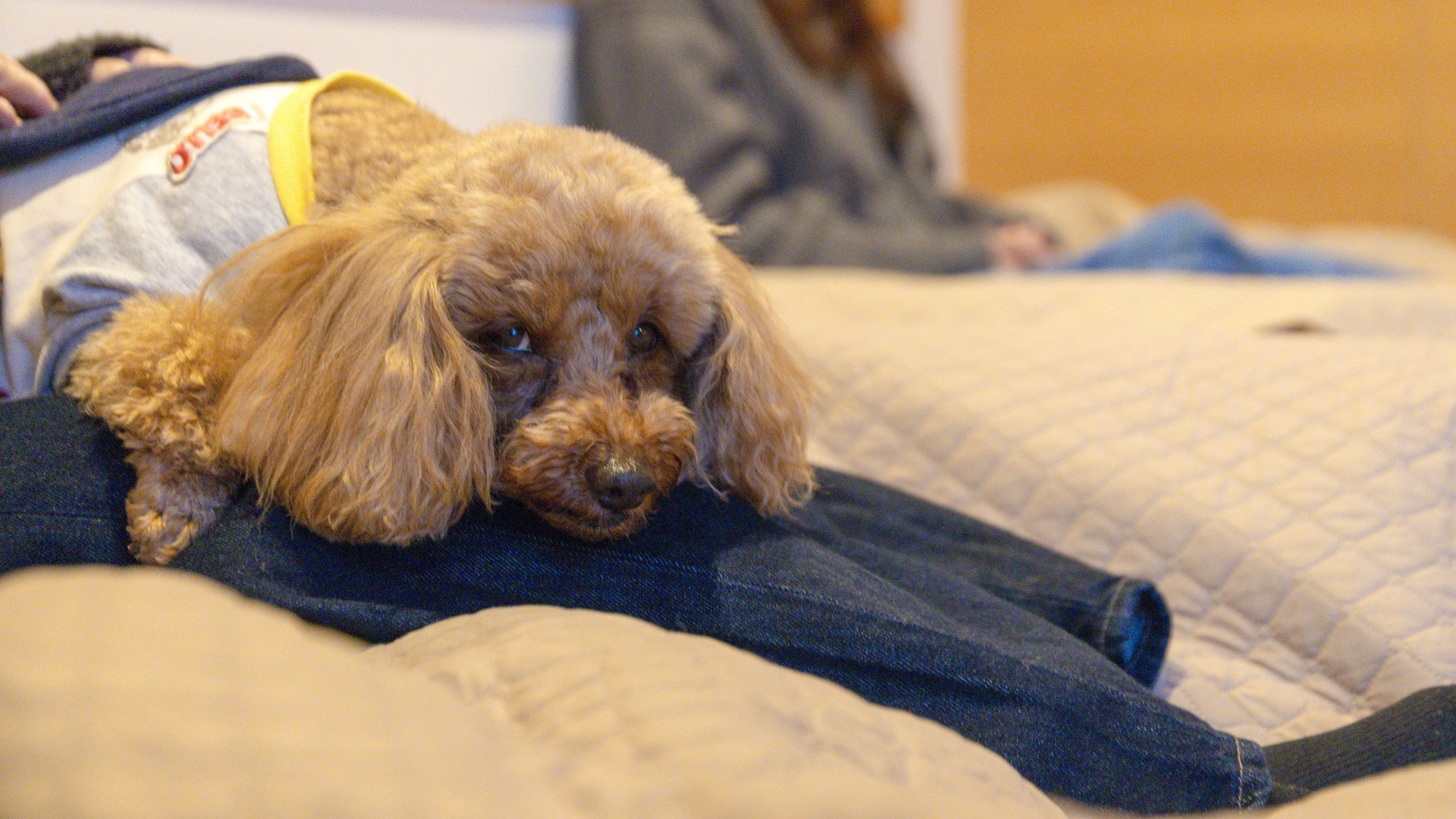 ・【もっちゃん/2階】愛犬と添い寝可