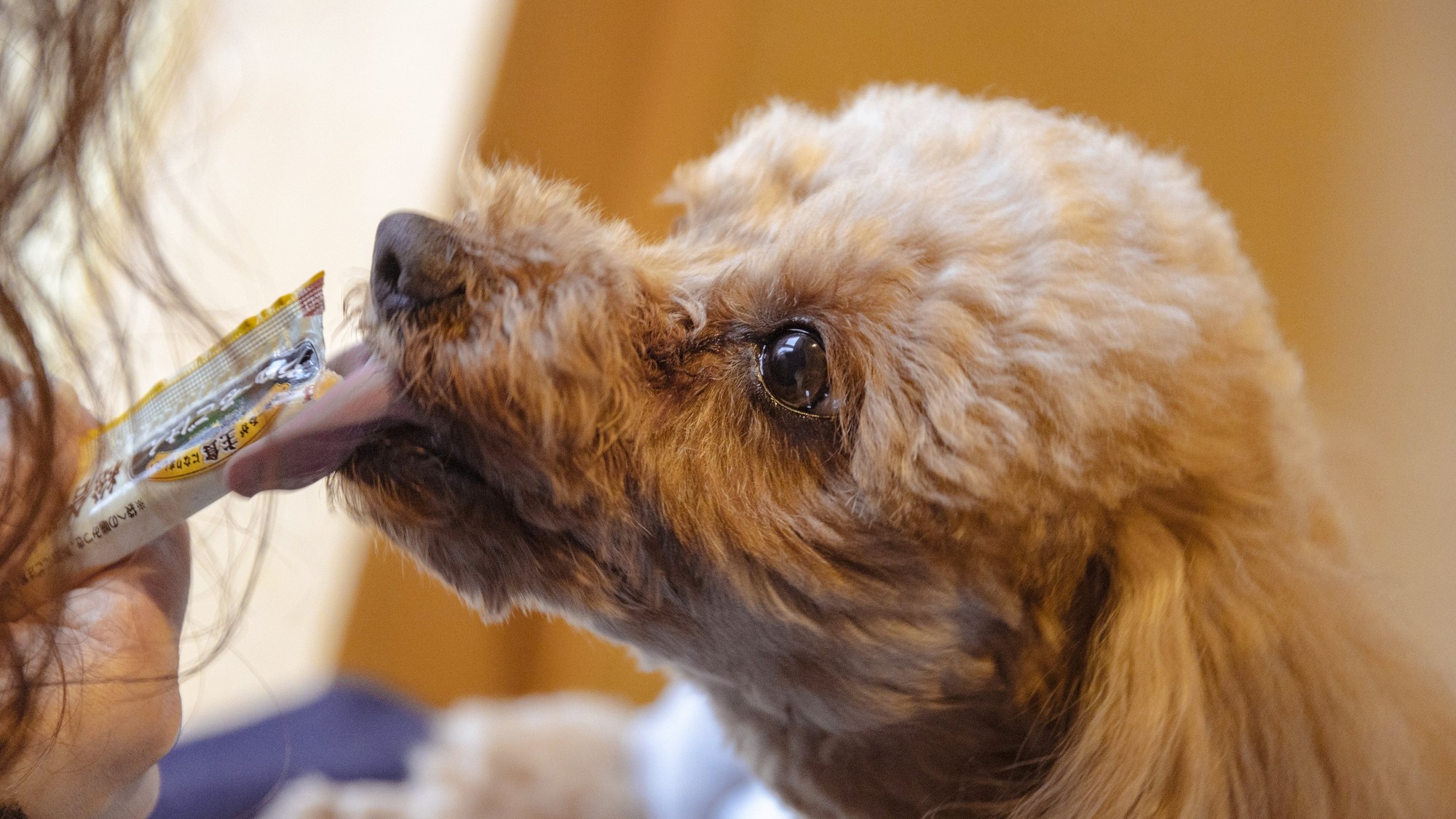 ・【イメージ】ペットと一緒に個室でお食事ができるほか、ベッドで添い寝もできます