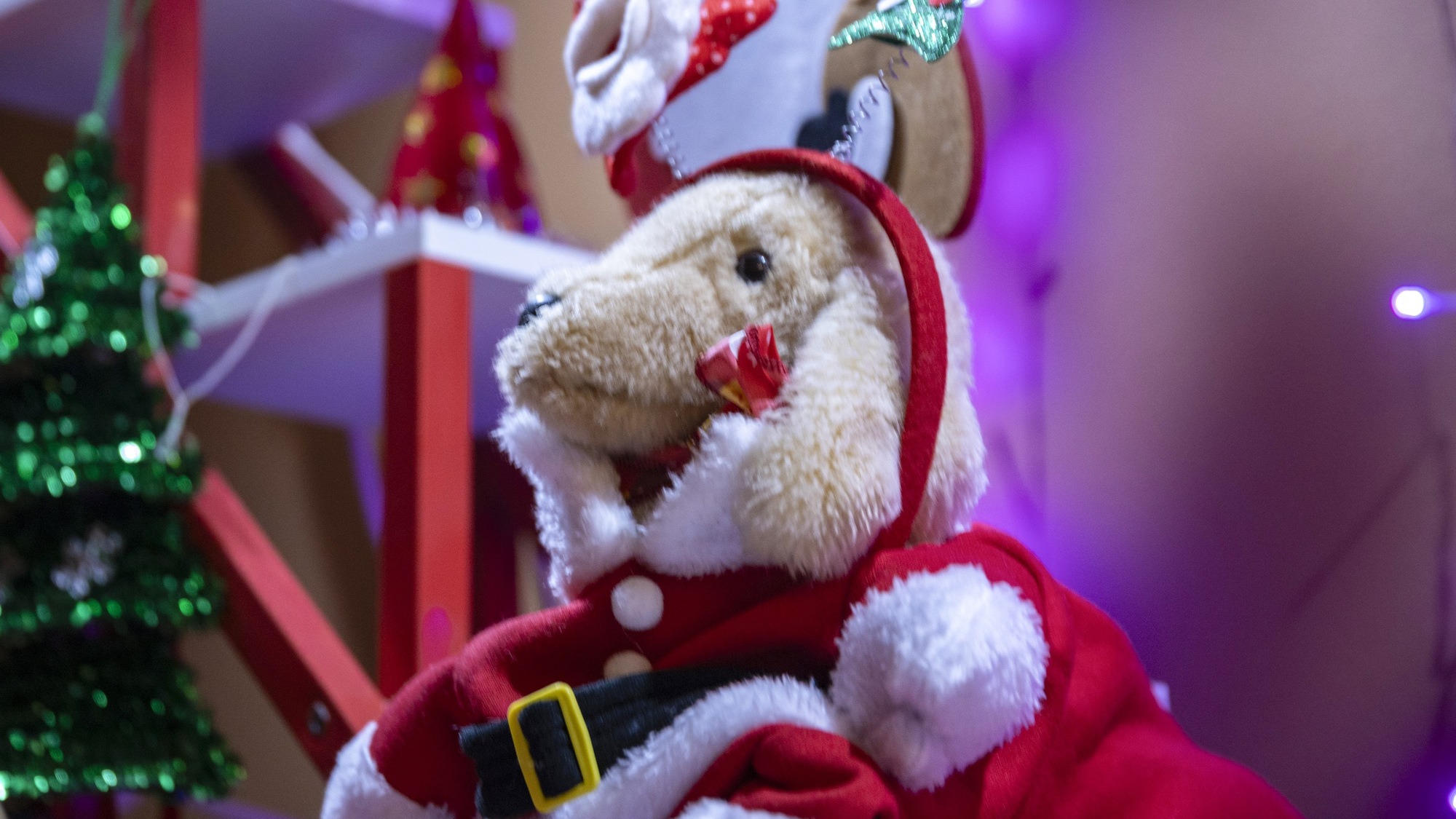 ・40畳の室内ドッグラン（冷暖房完備）