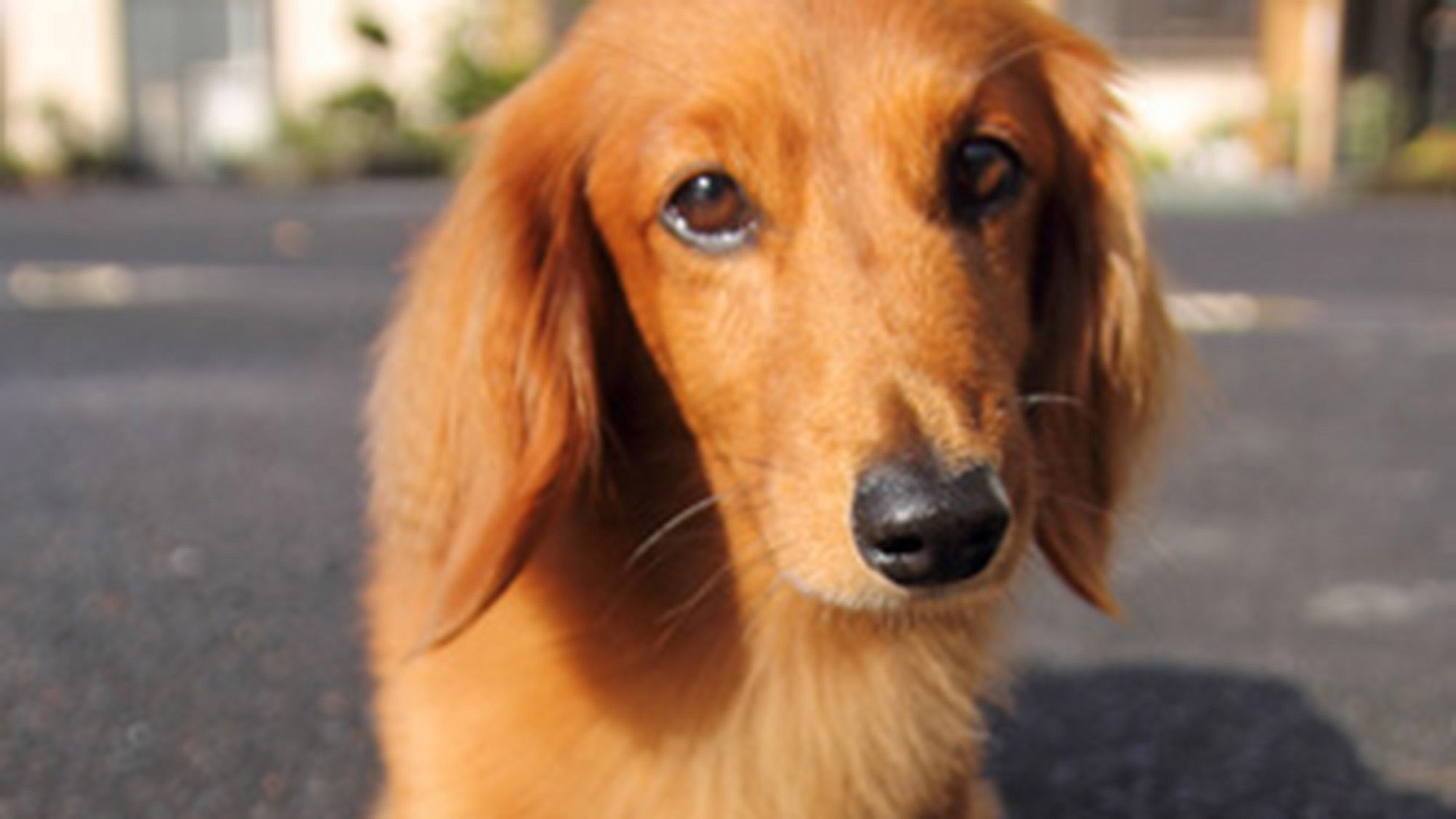 ・たくさんの思い出を作ってくれた　はっちゃん