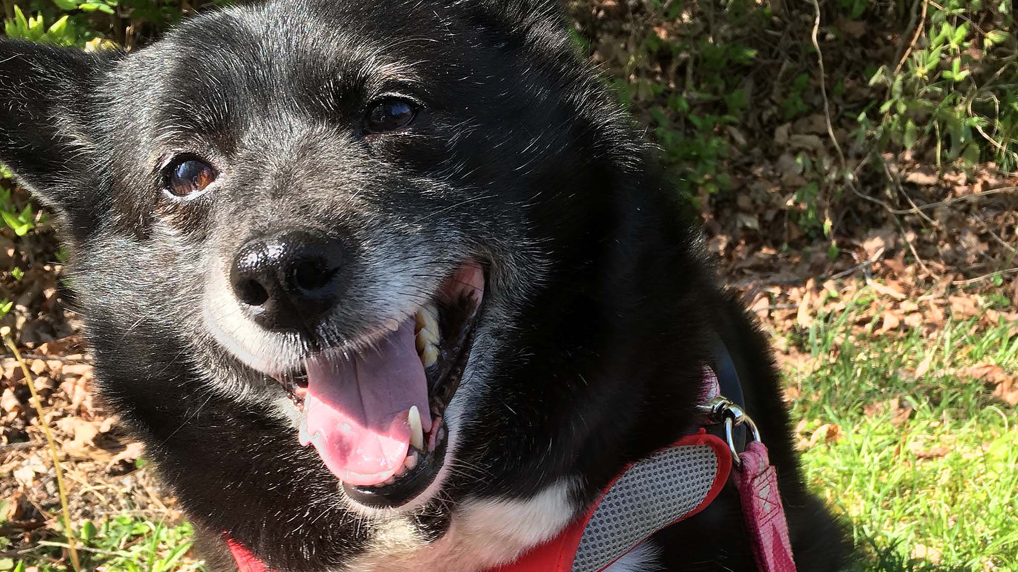 ・看板犬　くうちゃん