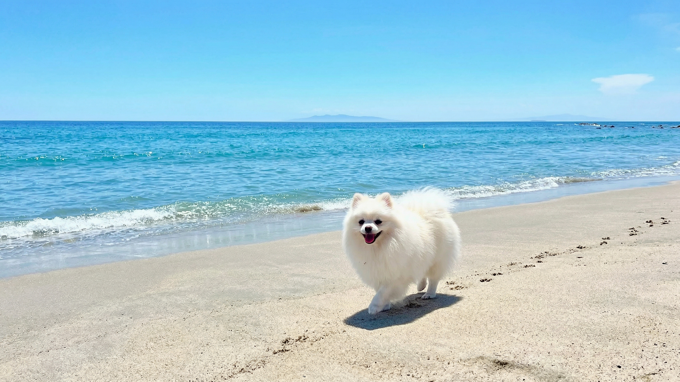 ペットと一緒に過ごす開放感あふれる海辺の時間