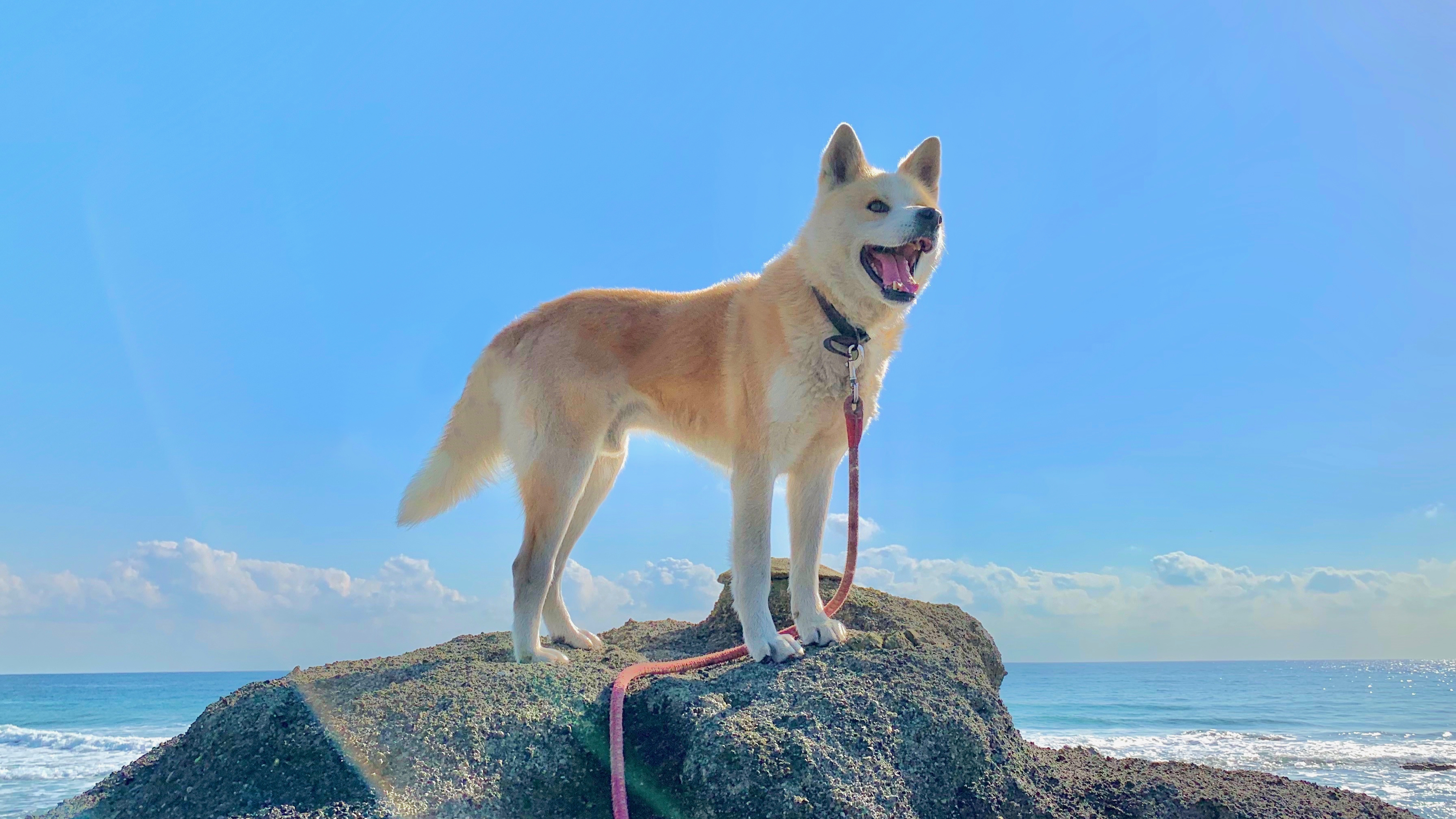 美しい海の景色でワンちゃんの心もリフレッシュ