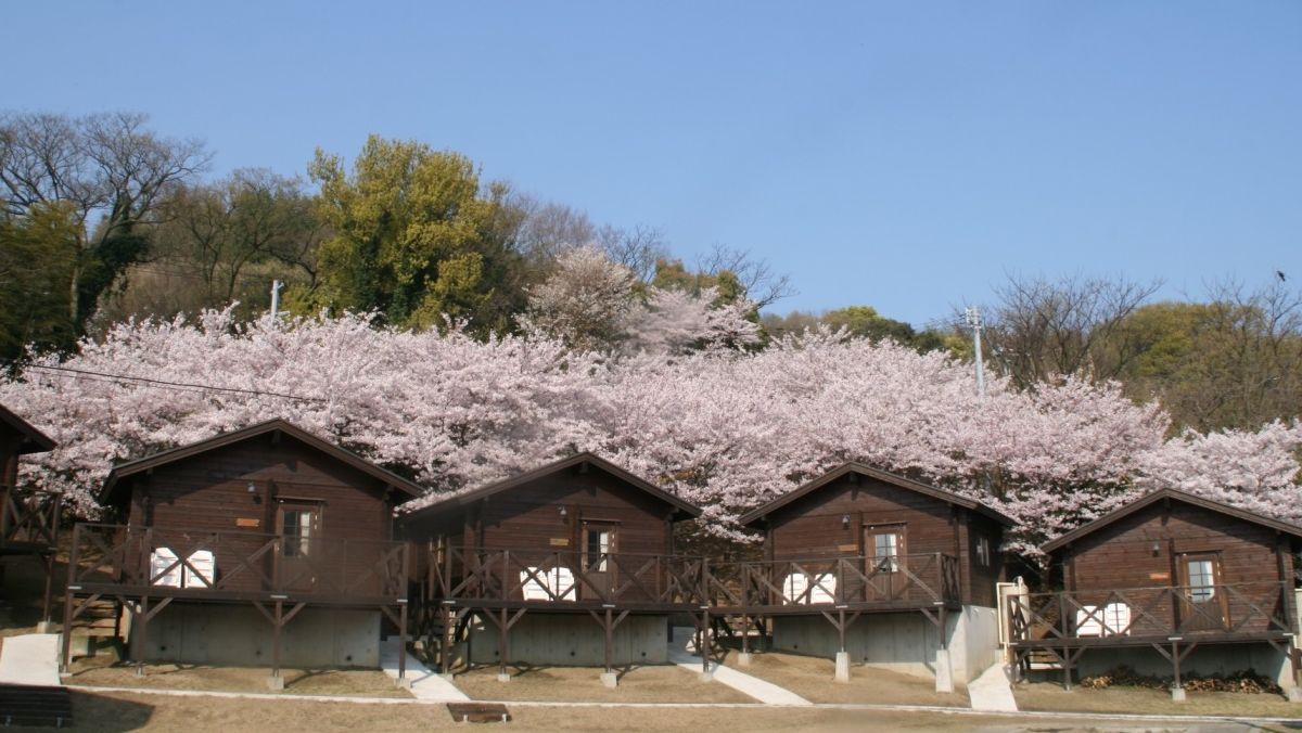 キャビンと桜