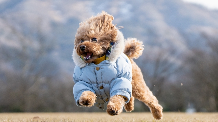 【JOYSPO！無料体験付き】ペット可！愛犬と過ごす滞在★宿泊者専用ドッグラン付【ご夕食は源平鍋】