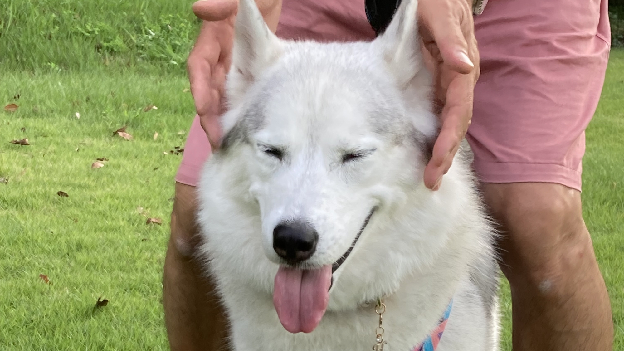 ドッグランで笑顔なワンちゃん♪