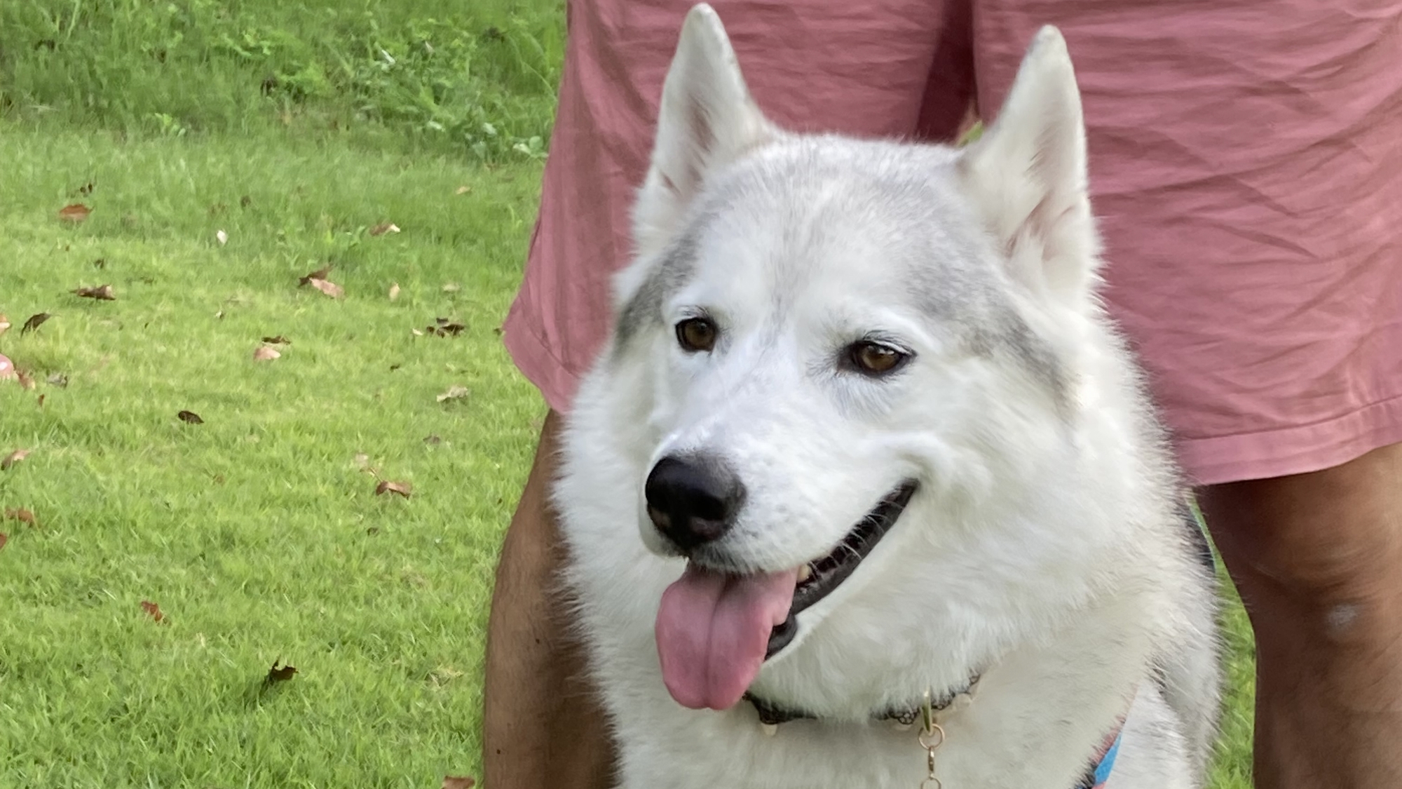 ドッグランで笑顔なワンちゃん♪